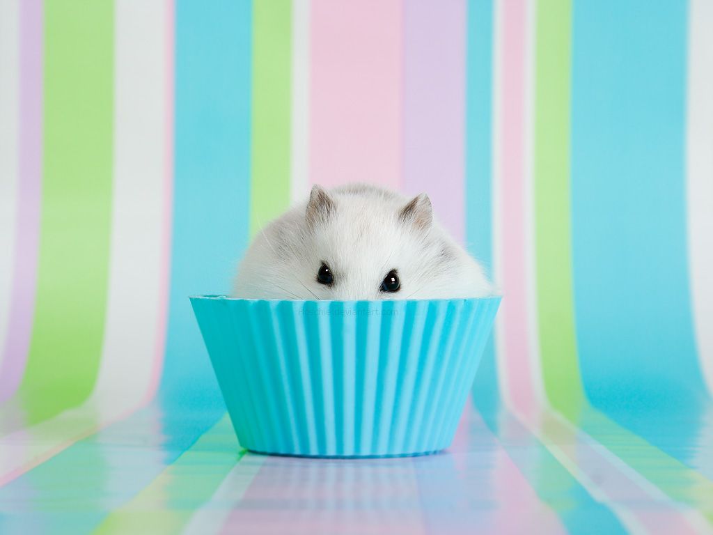 Hammie cupcake. Another cute dwarf hamster posing as a cupcake