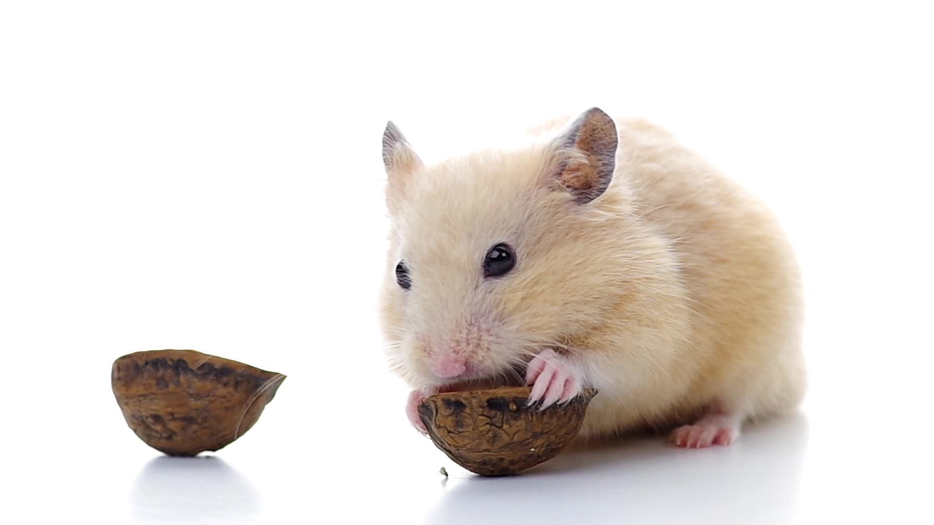 Cute Hamster Wallpaper