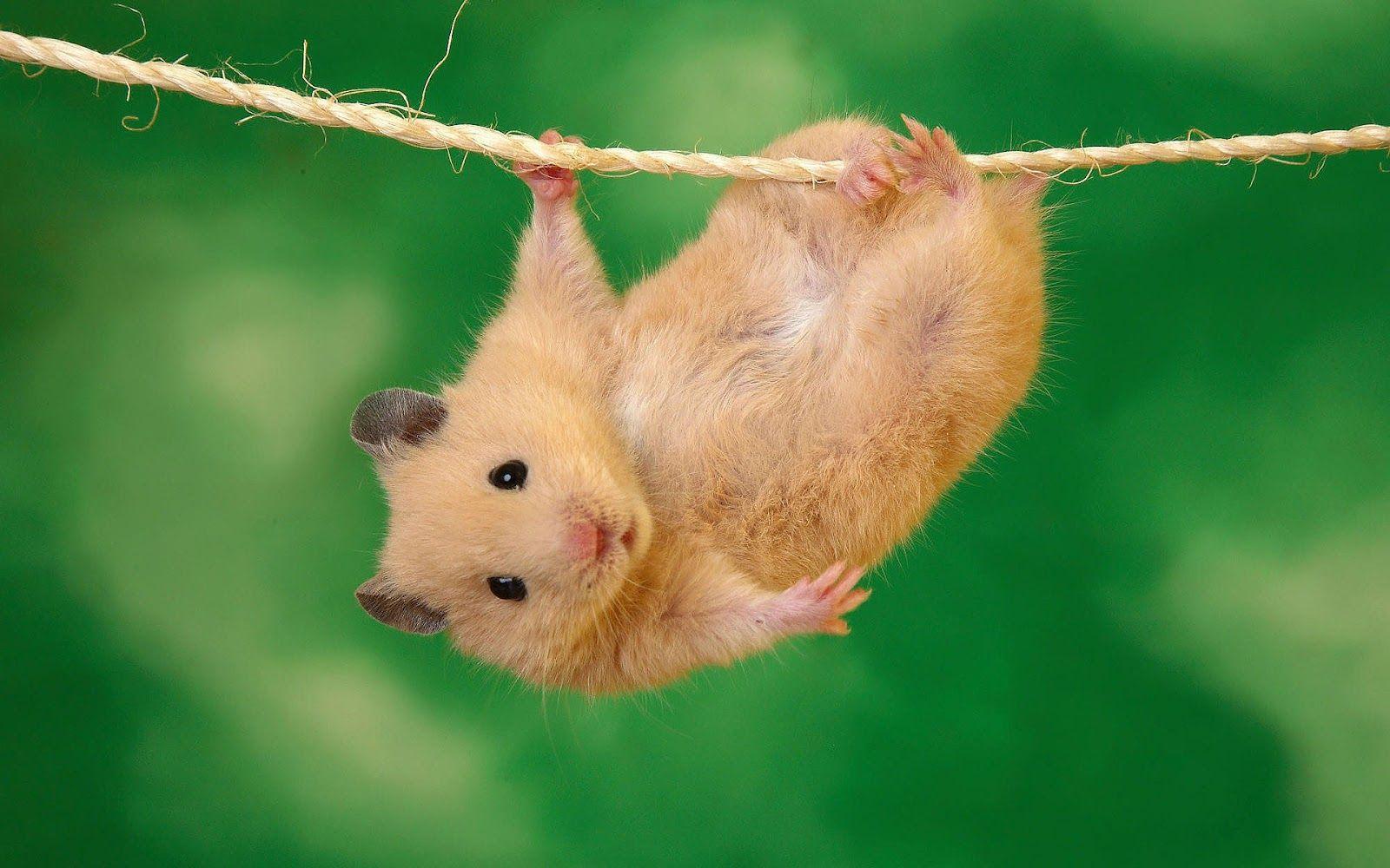 Hamster Wallpaper