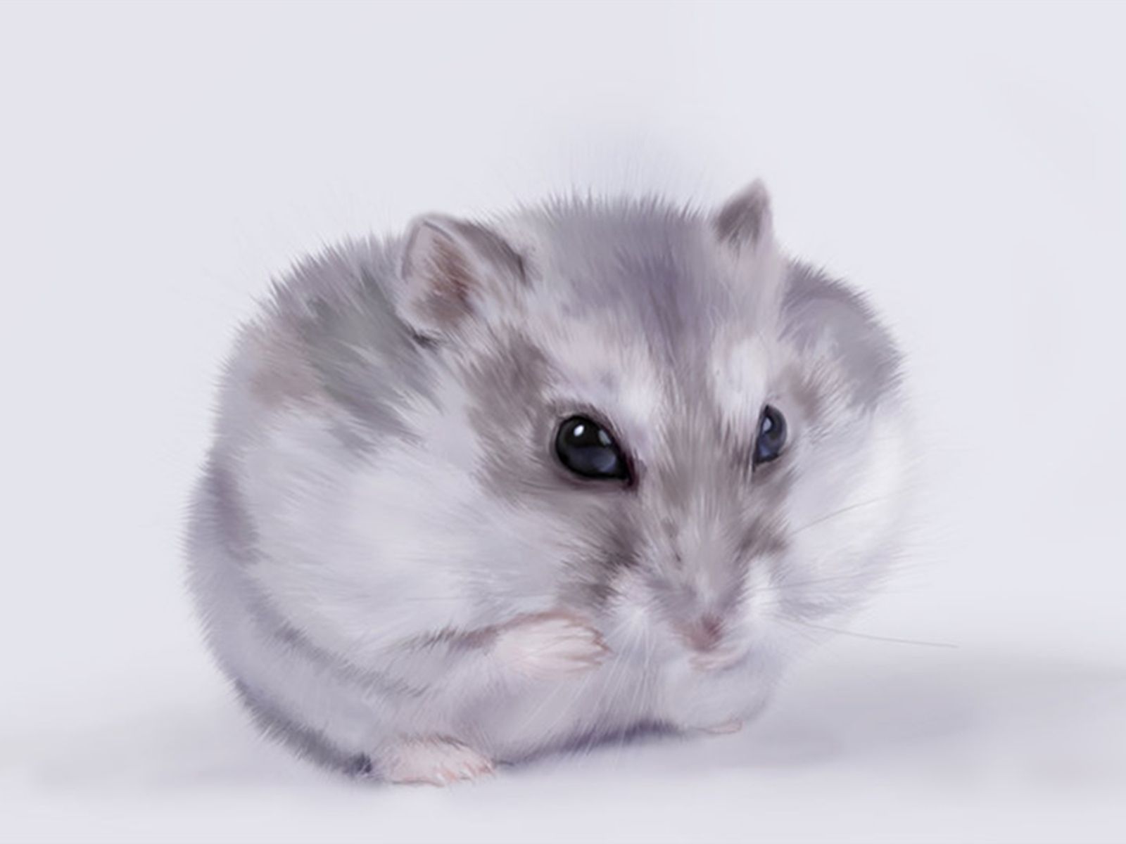 free hamster wallpaper