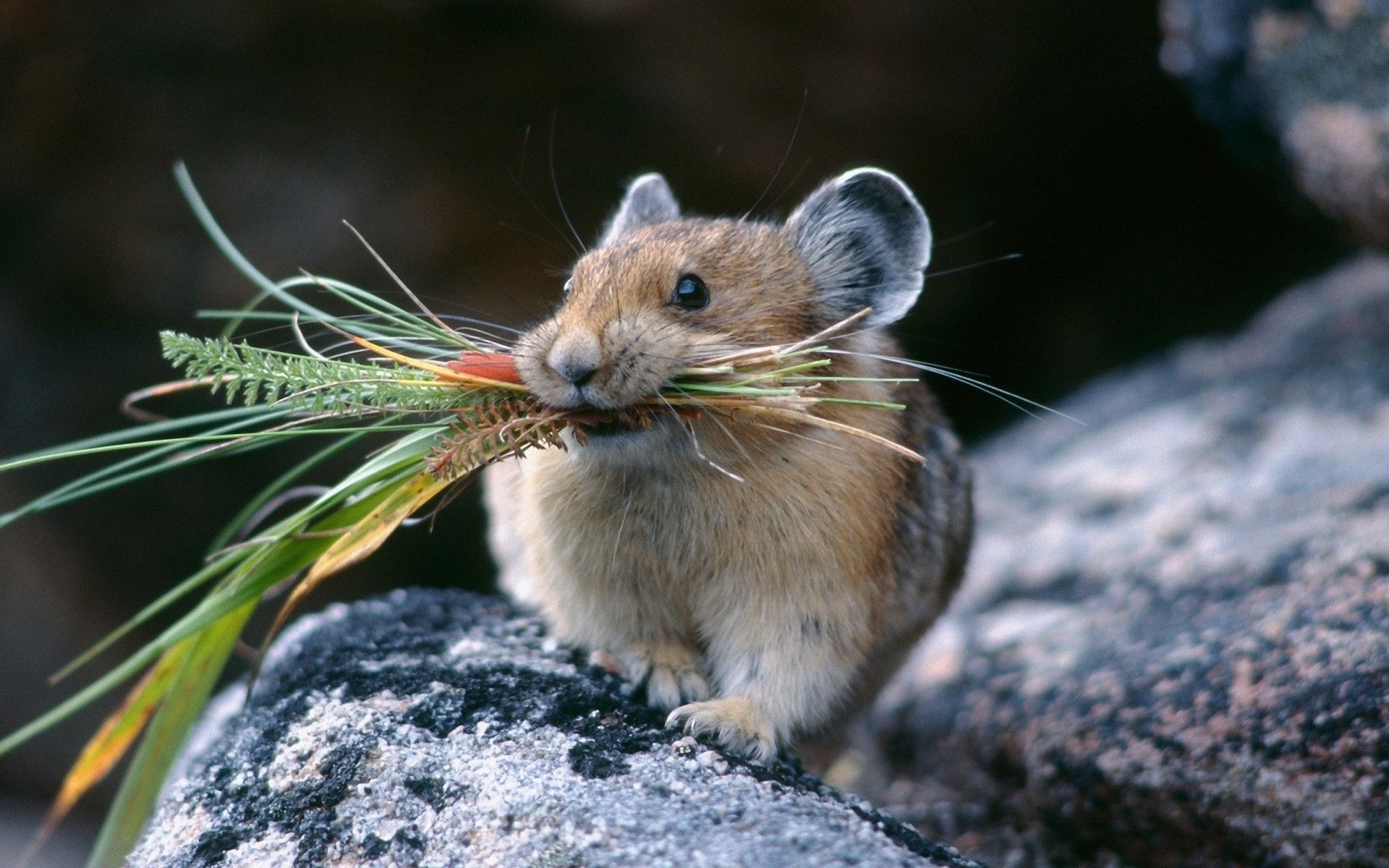 free hamster wallpaper