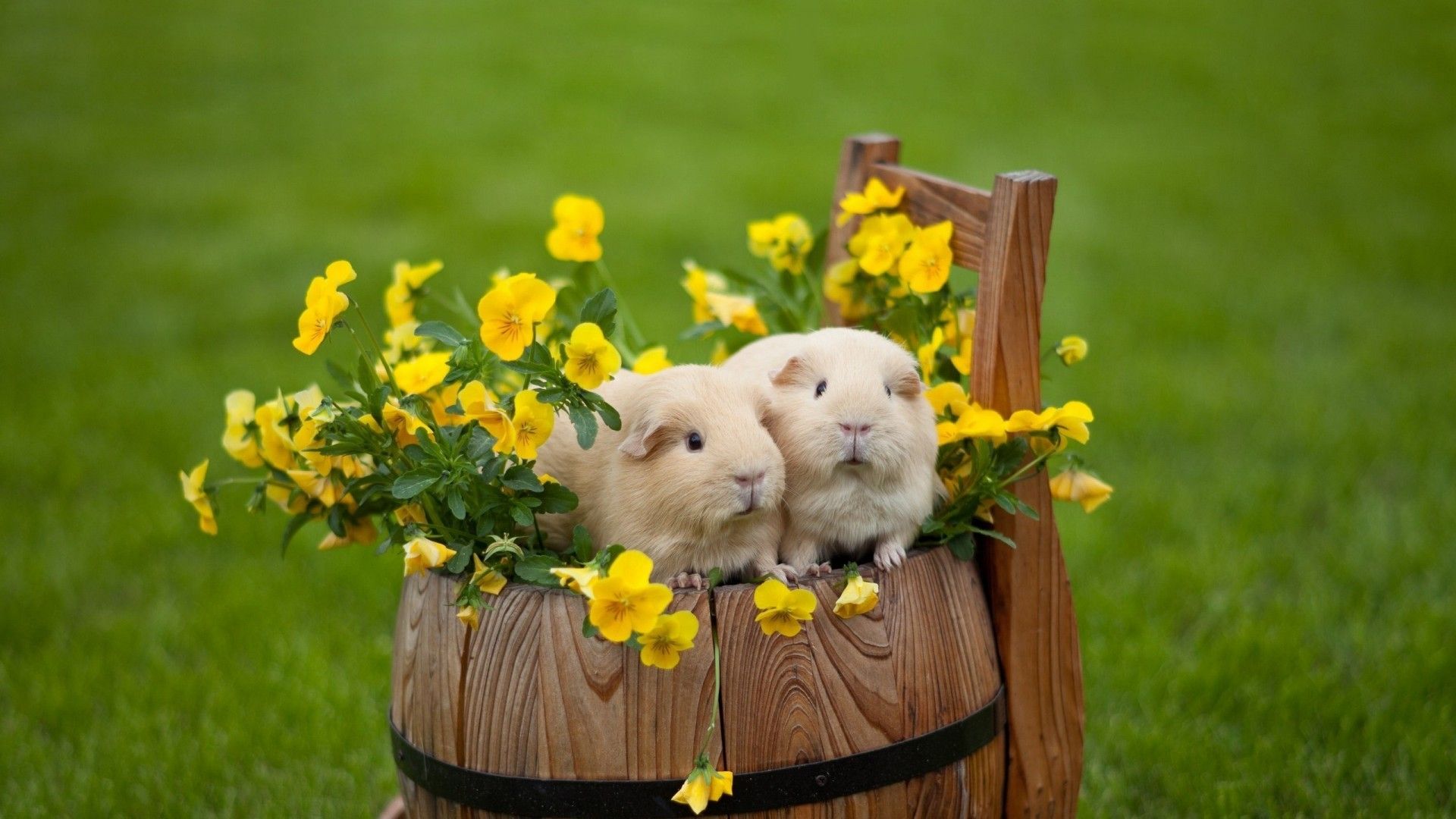 Cute Hamster Wallpaper