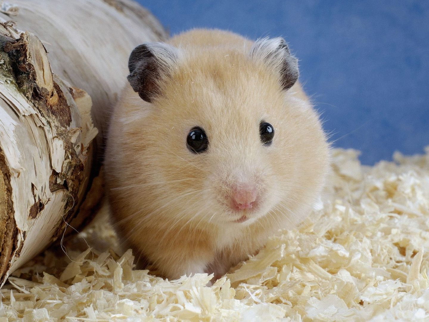 free hamster wallpaper