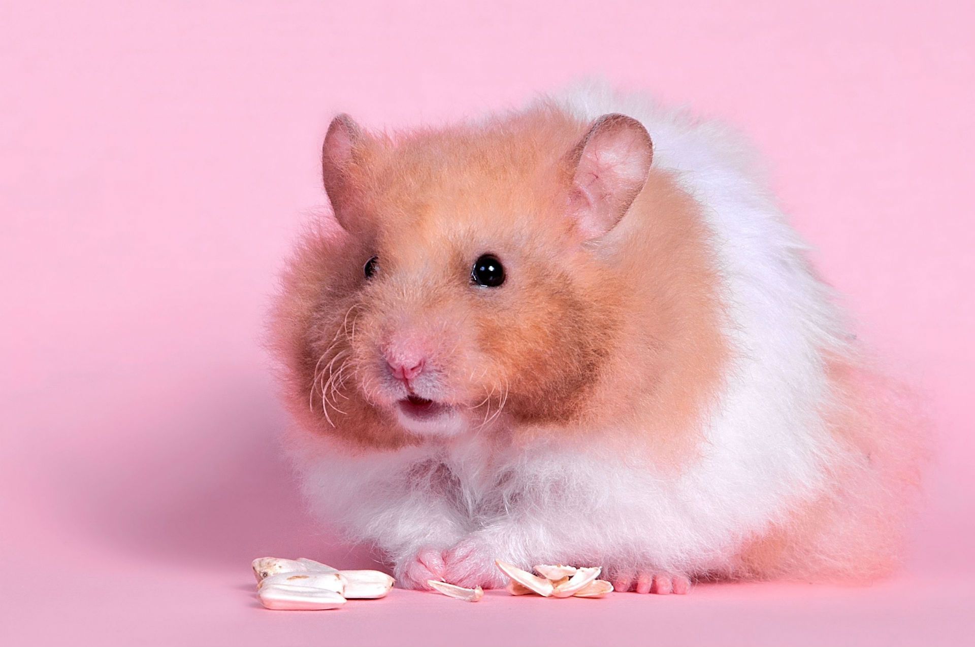 Cute Hamster Wallpaper, Free Stock Wallpaper