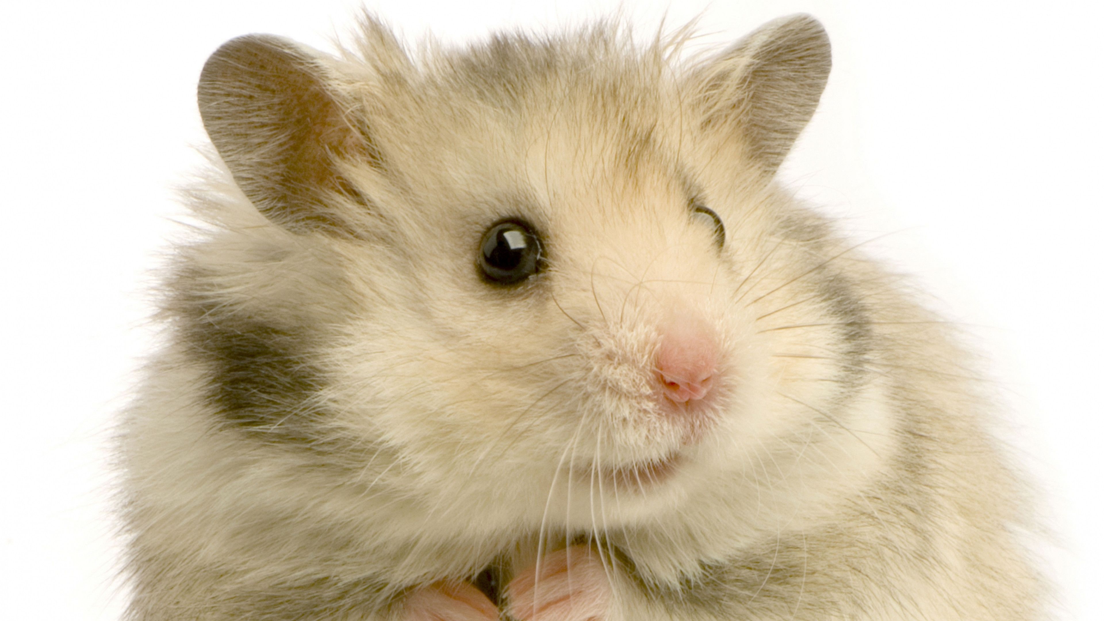 Cute Hamster Wallpaper