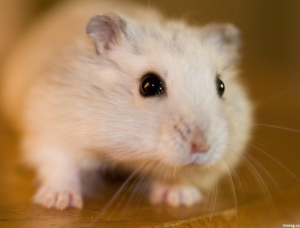 Free download View Big Cute Hamster Face wallpaper Download Big