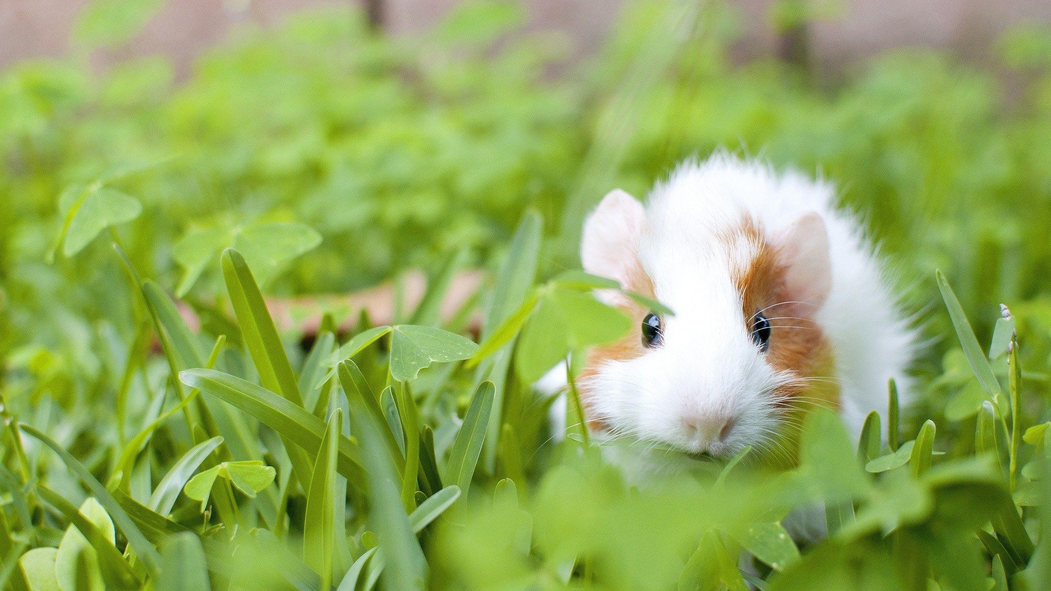 Grass Guinea Pigs Wallpaper Allwallpaper In 5433 Pc - Морская