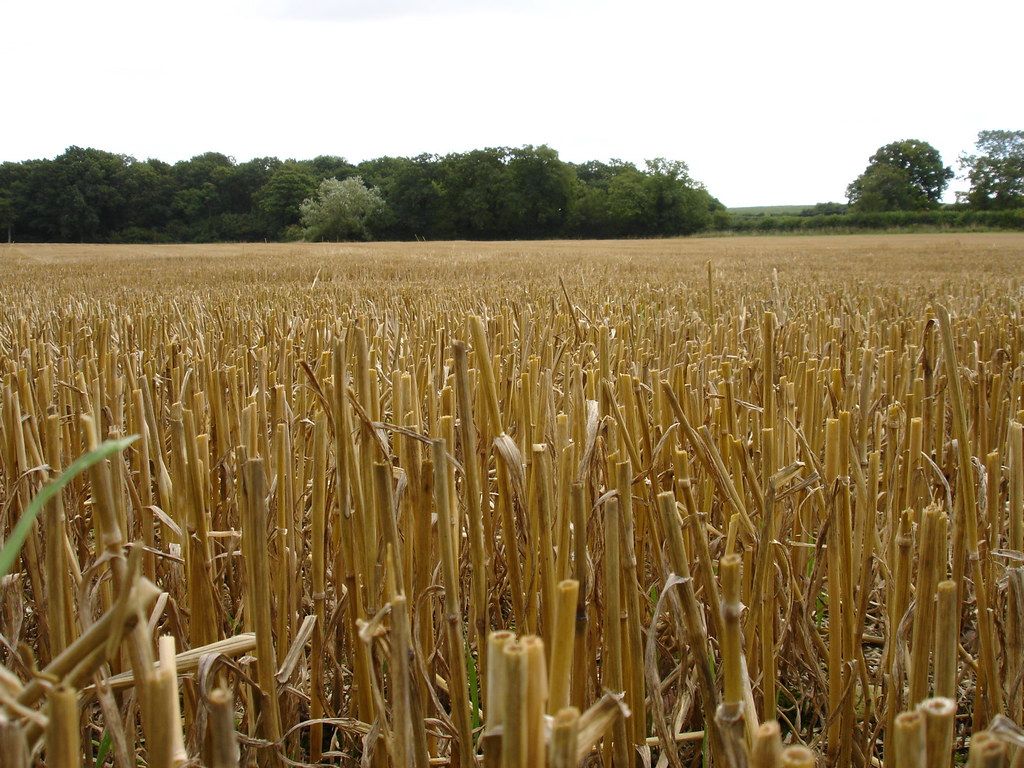 Agricultural Revolution. Cropped field