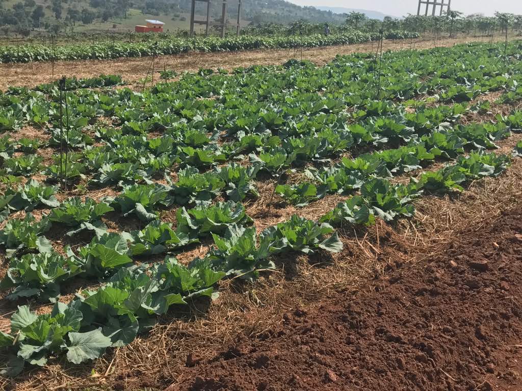 Bigirimana: Exploring the Songhai Model for Uganda's Agricultural