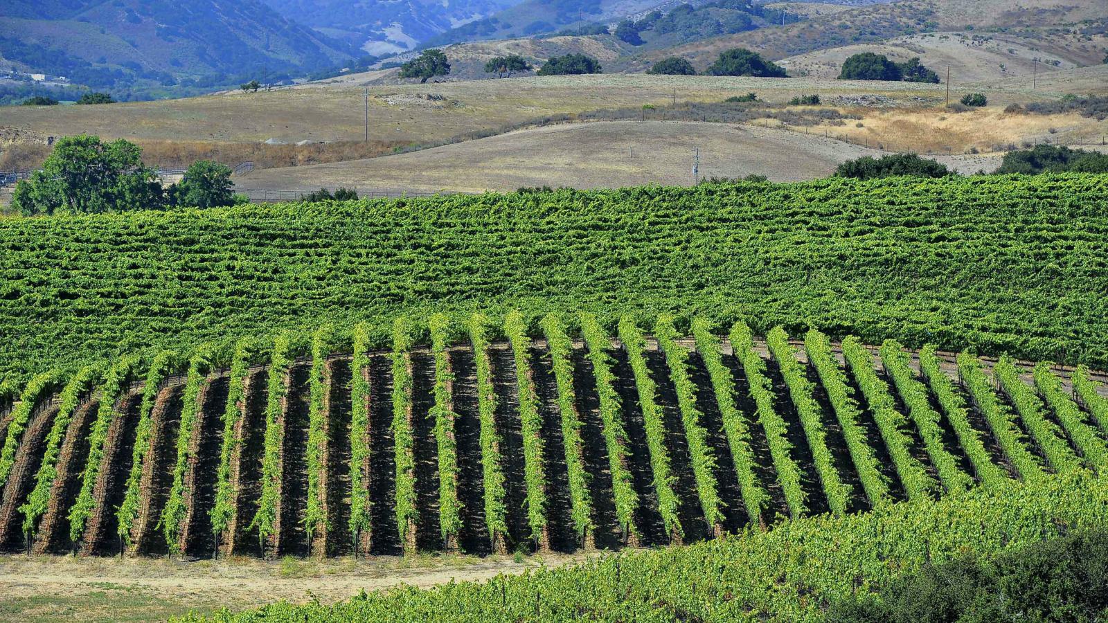Dry farming techniques could be a sustainable solution