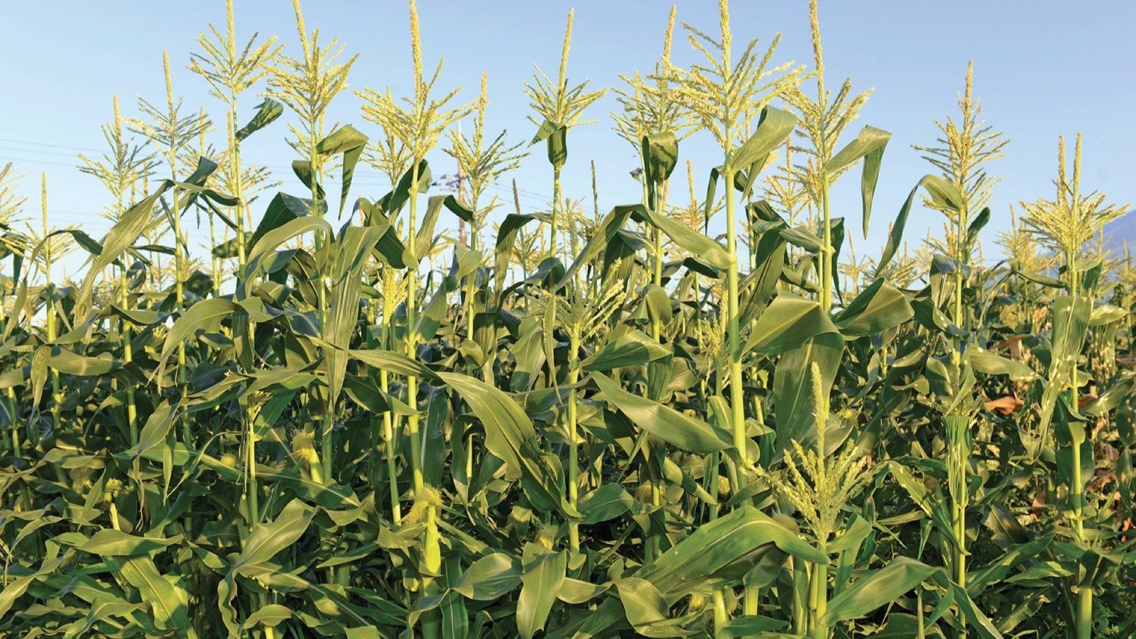 The Neolithic Revolution