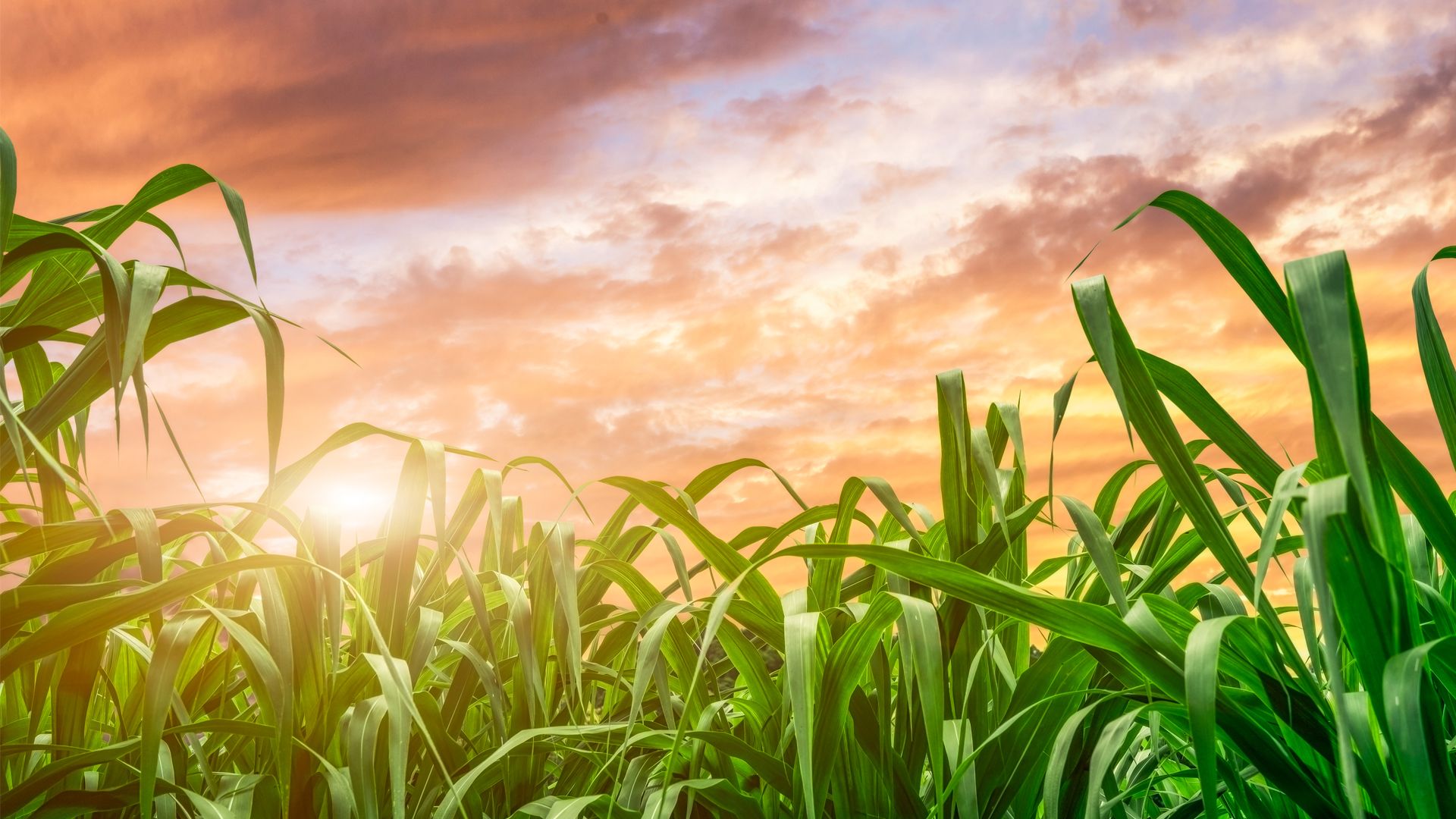 Caribbean farmers could be going digital