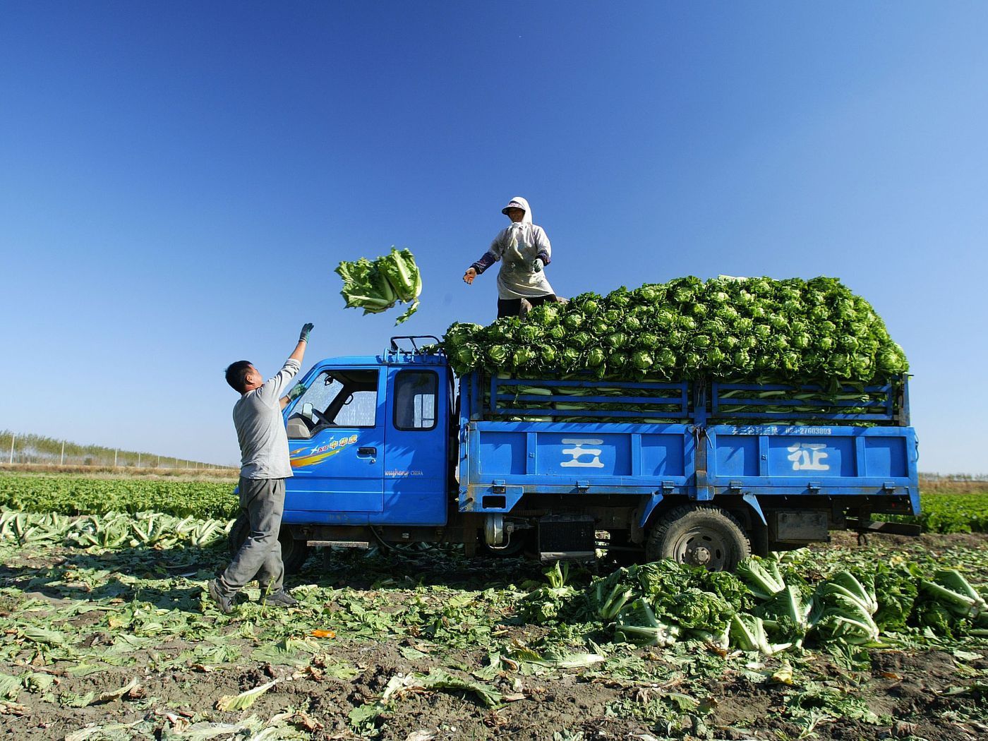 Food waste: a scientist explains why ugly produce won't solve it