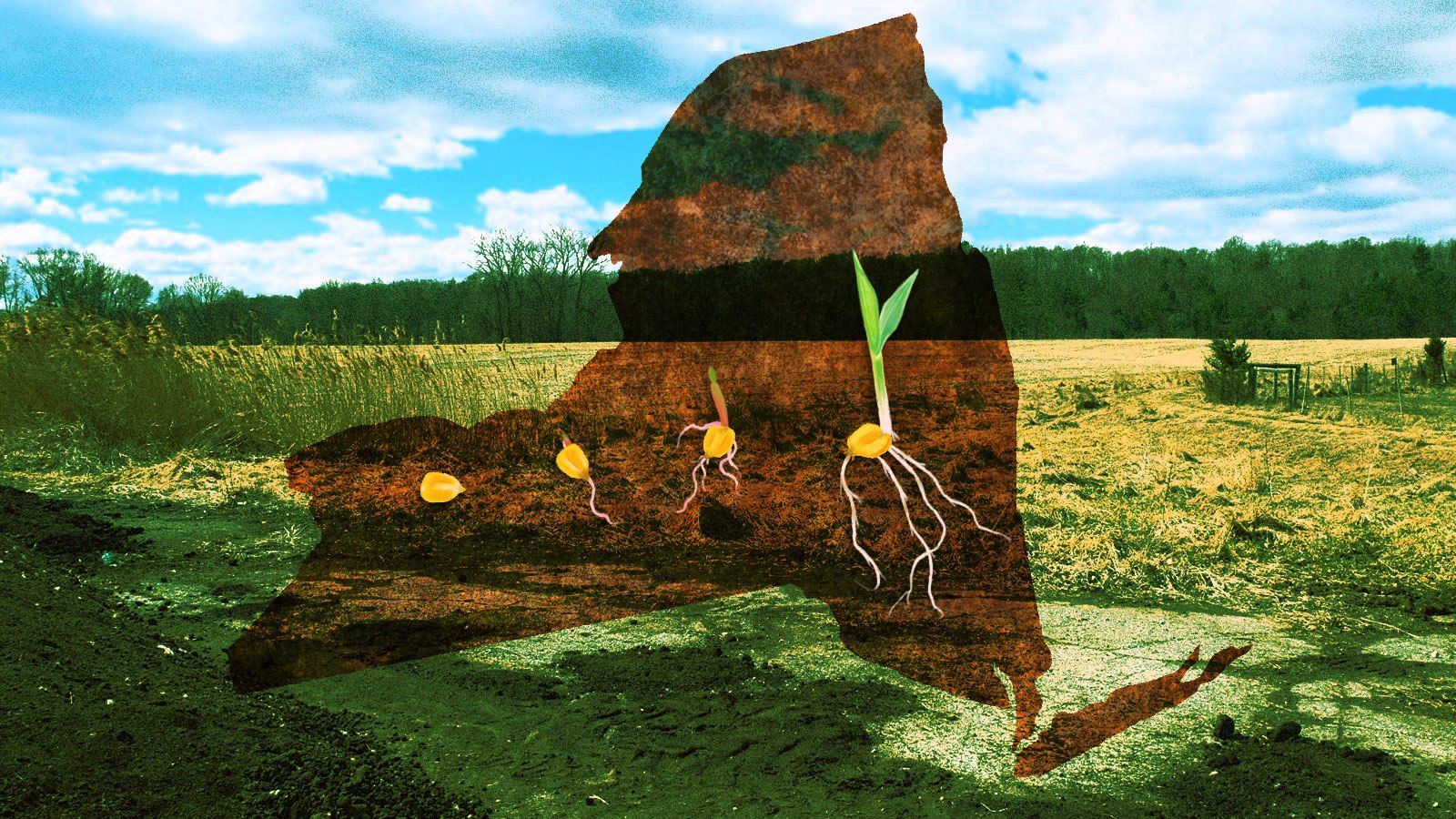 Climate Friendly Farming Is Taking Root In New York