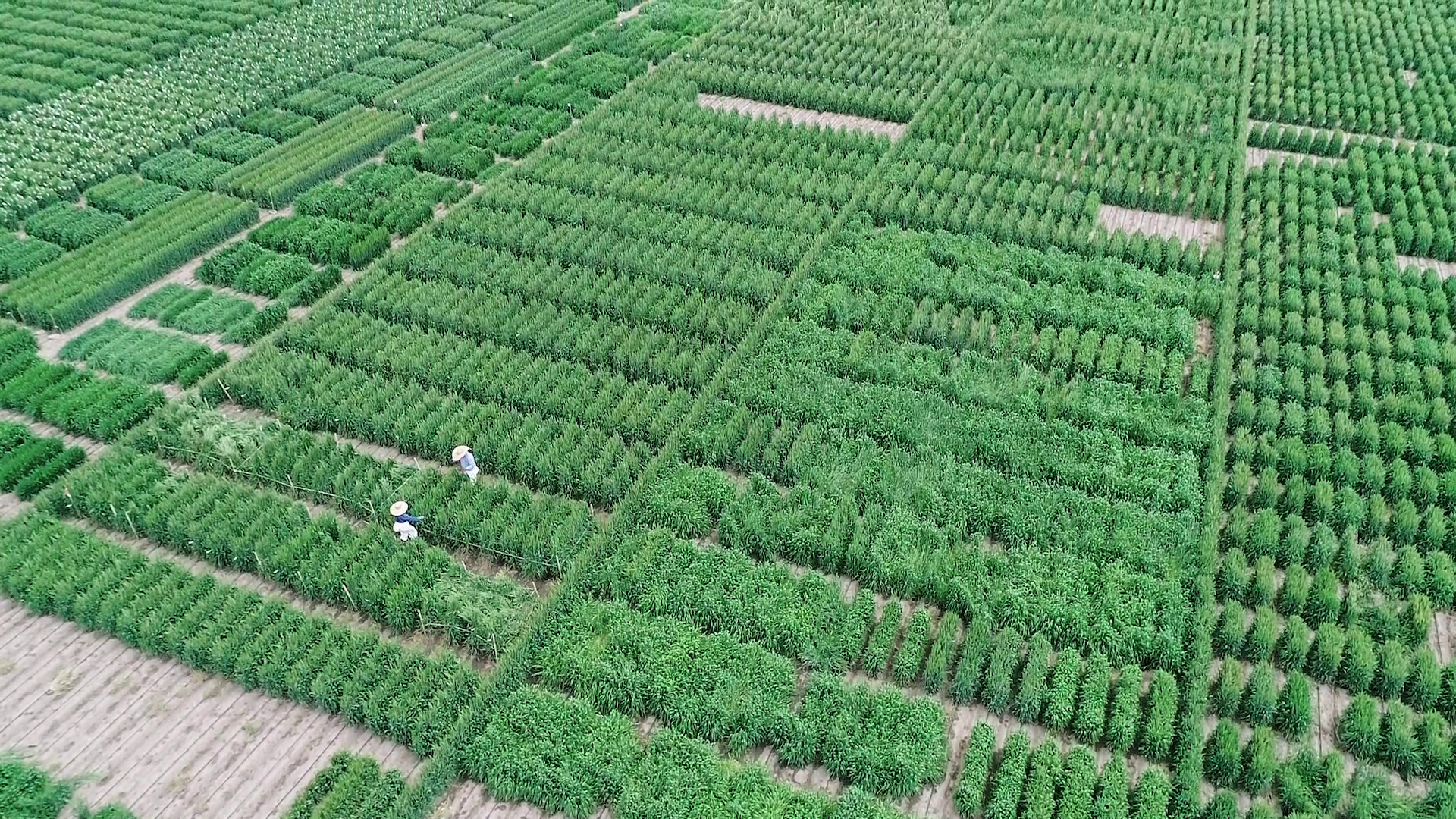 Experimental stations in Mexico improve global agriculture