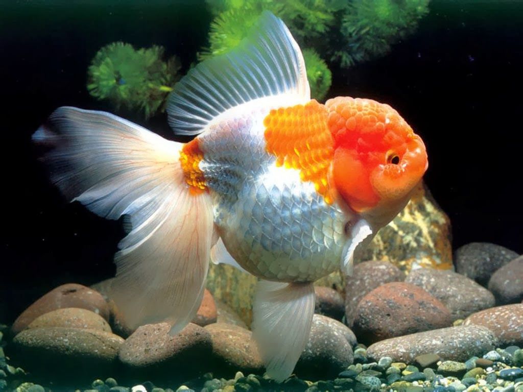 Golden Fish Wallpaper 3D