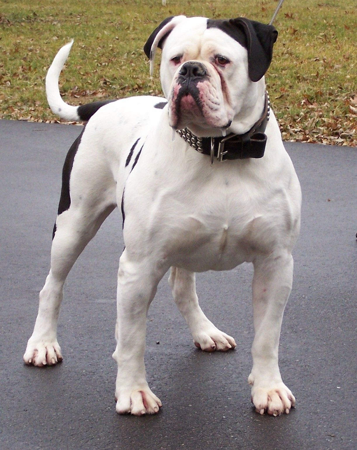 American Bulldog photo and wallpaper. The beautiful American
