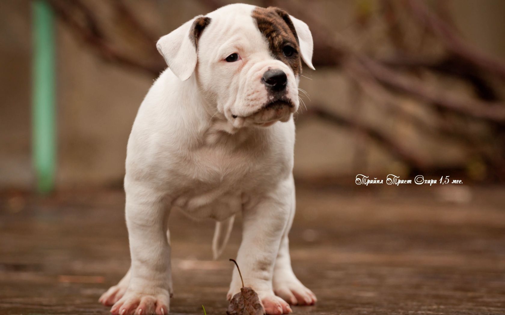 American Bulldog Wallpapers - Wallpaper Cave