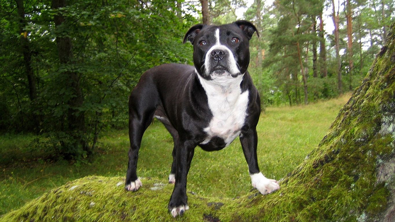 Free download American Bulldog wallpaper 1366x768 1366x768