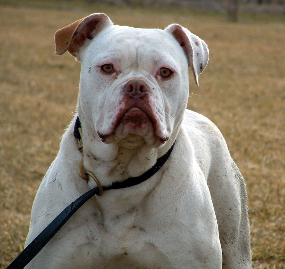 Macro American Bulldog photo and wallpaper. Beautiful Macro