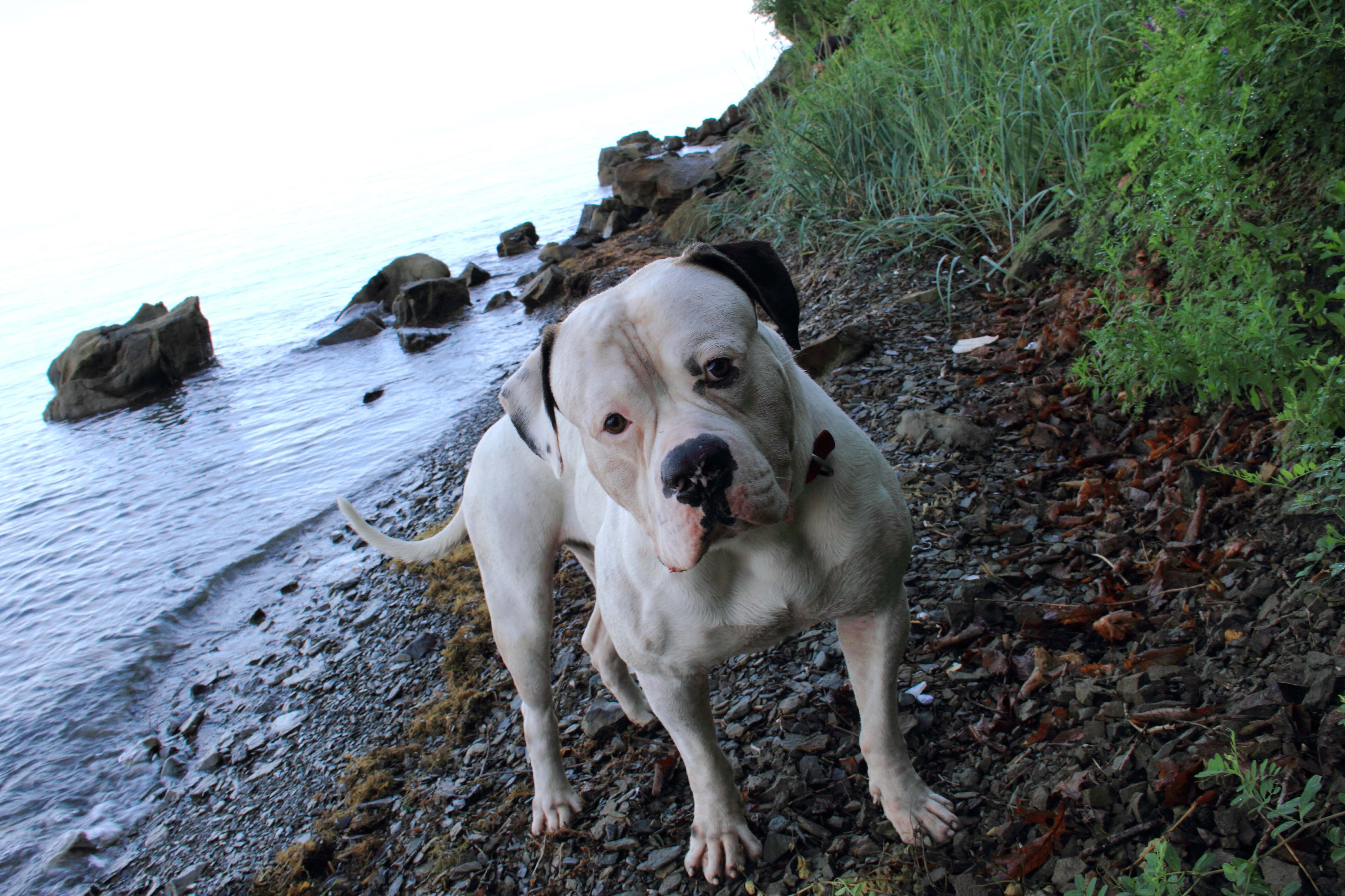 American Bulldog Wallpapers - Wallpaper Cave