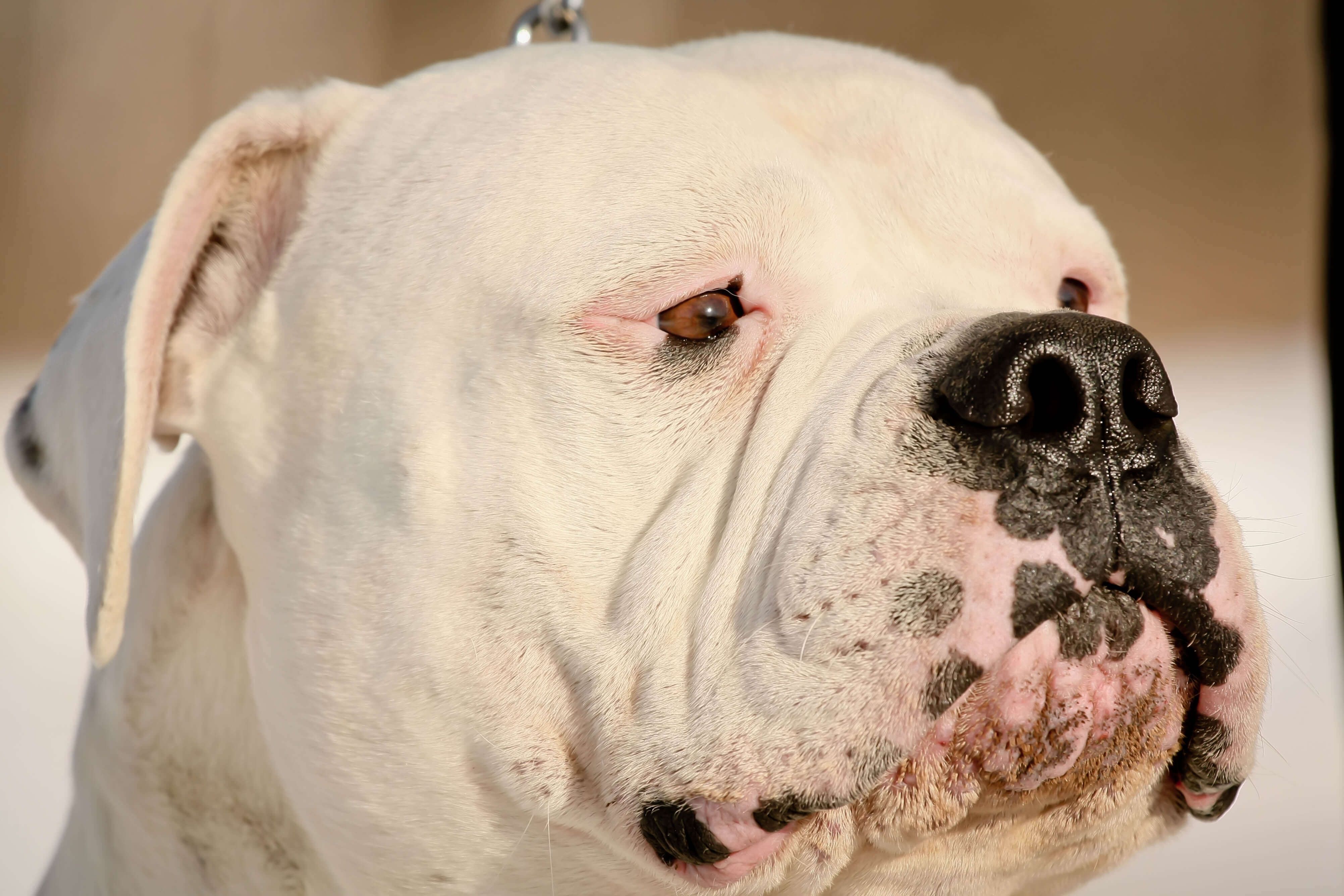 American Bulldog Computer Wallpaper
