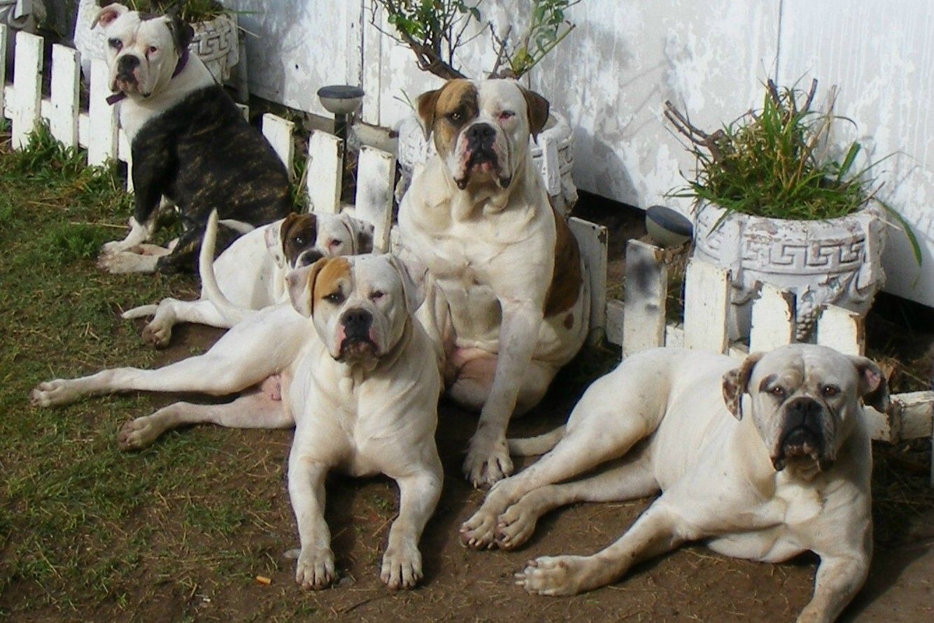 American Bulldog dogs at the fence photo and wallpaper. Beautiful