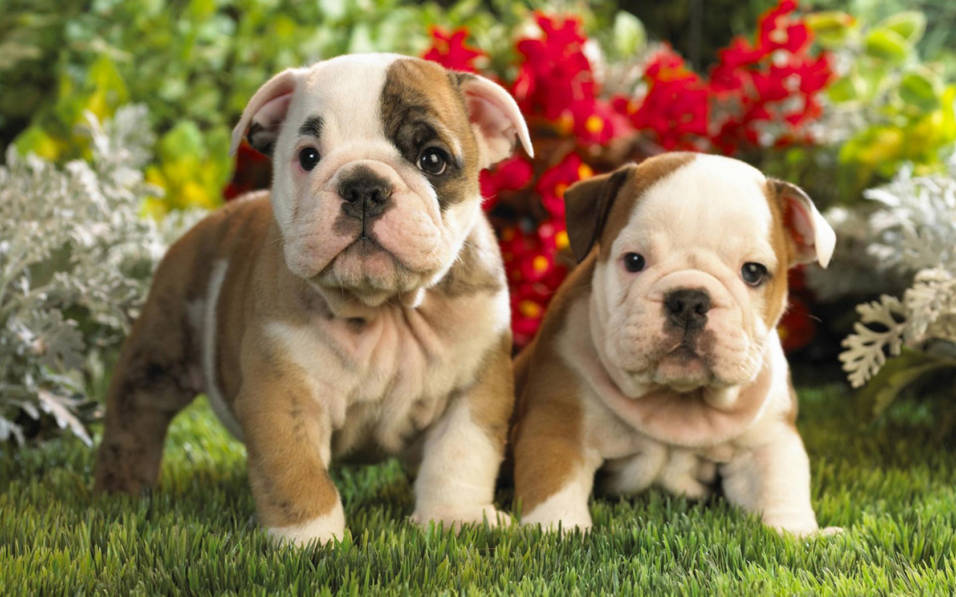American Bulldog Puppies wallpaper and image