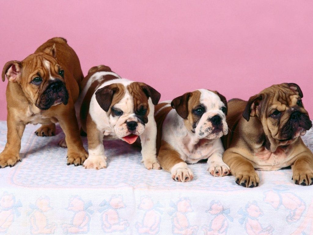 English Bulldog Wallpaper for Computer