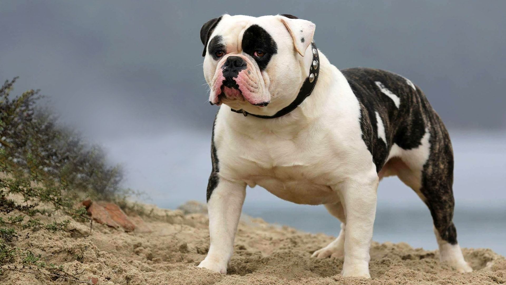 American Bulldog Breed Information and Profile