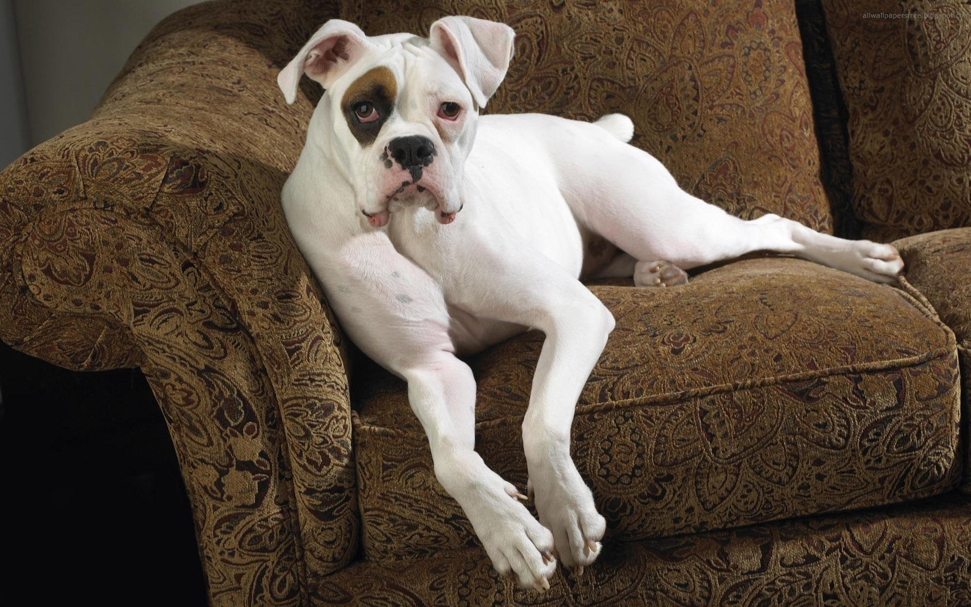 American Bulldog HD desktop wallpaper, Widescreen