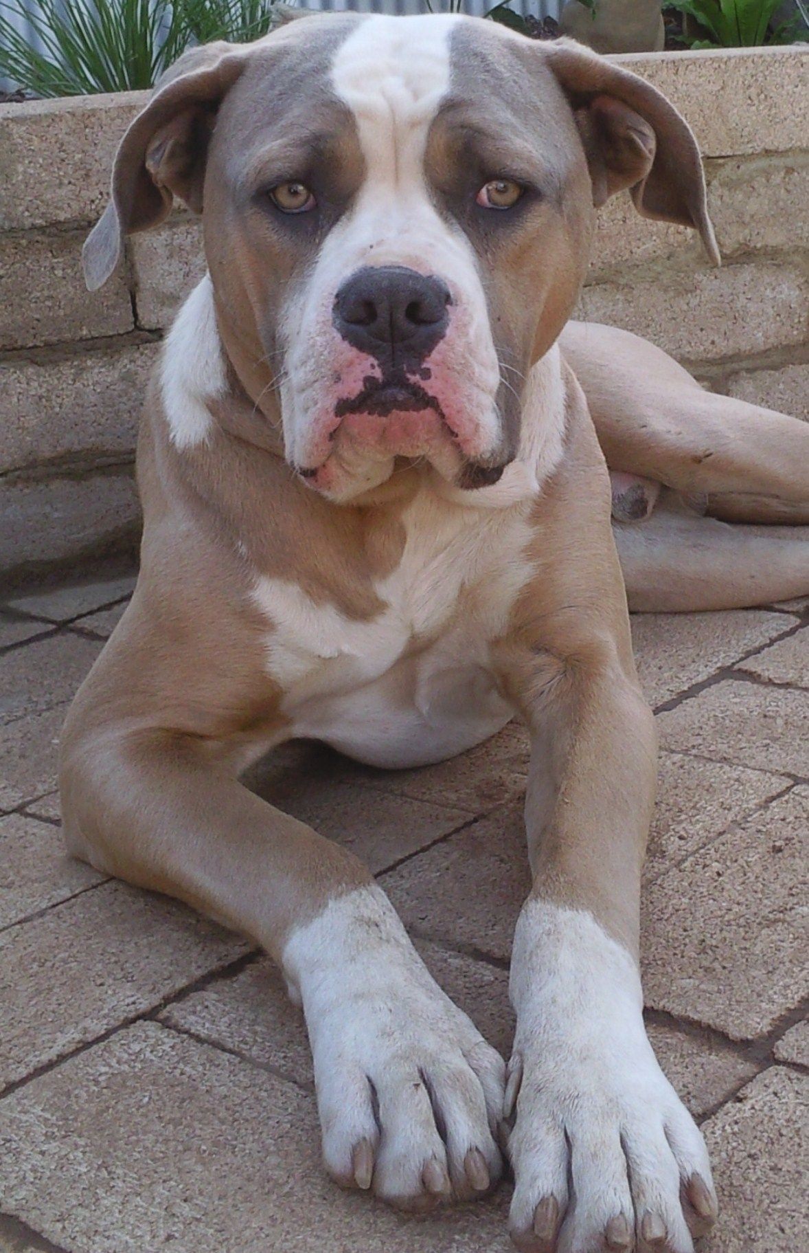 Brown American Bulldog photo Website is full of dog wallpaper