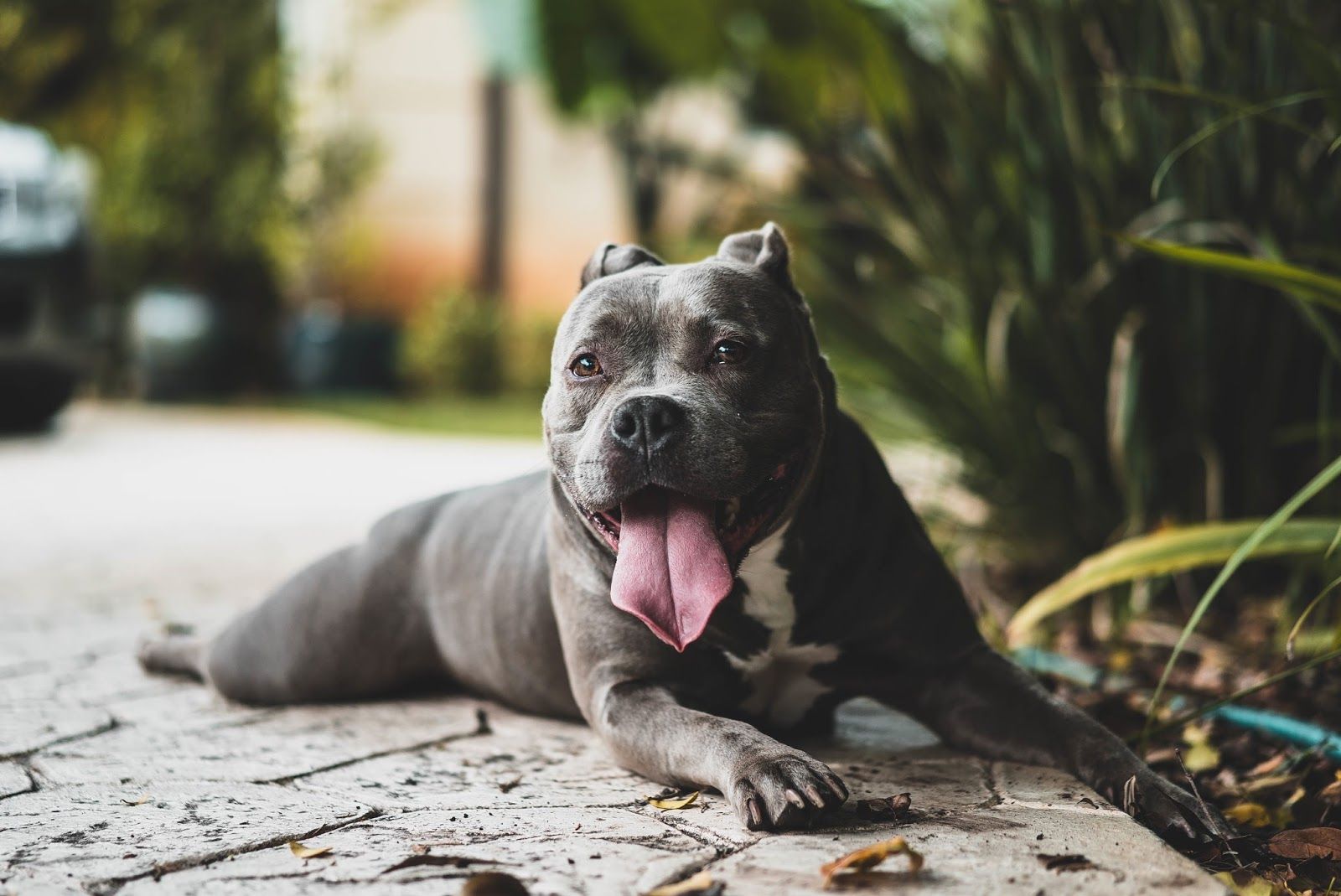 Black American Bulldog Photography