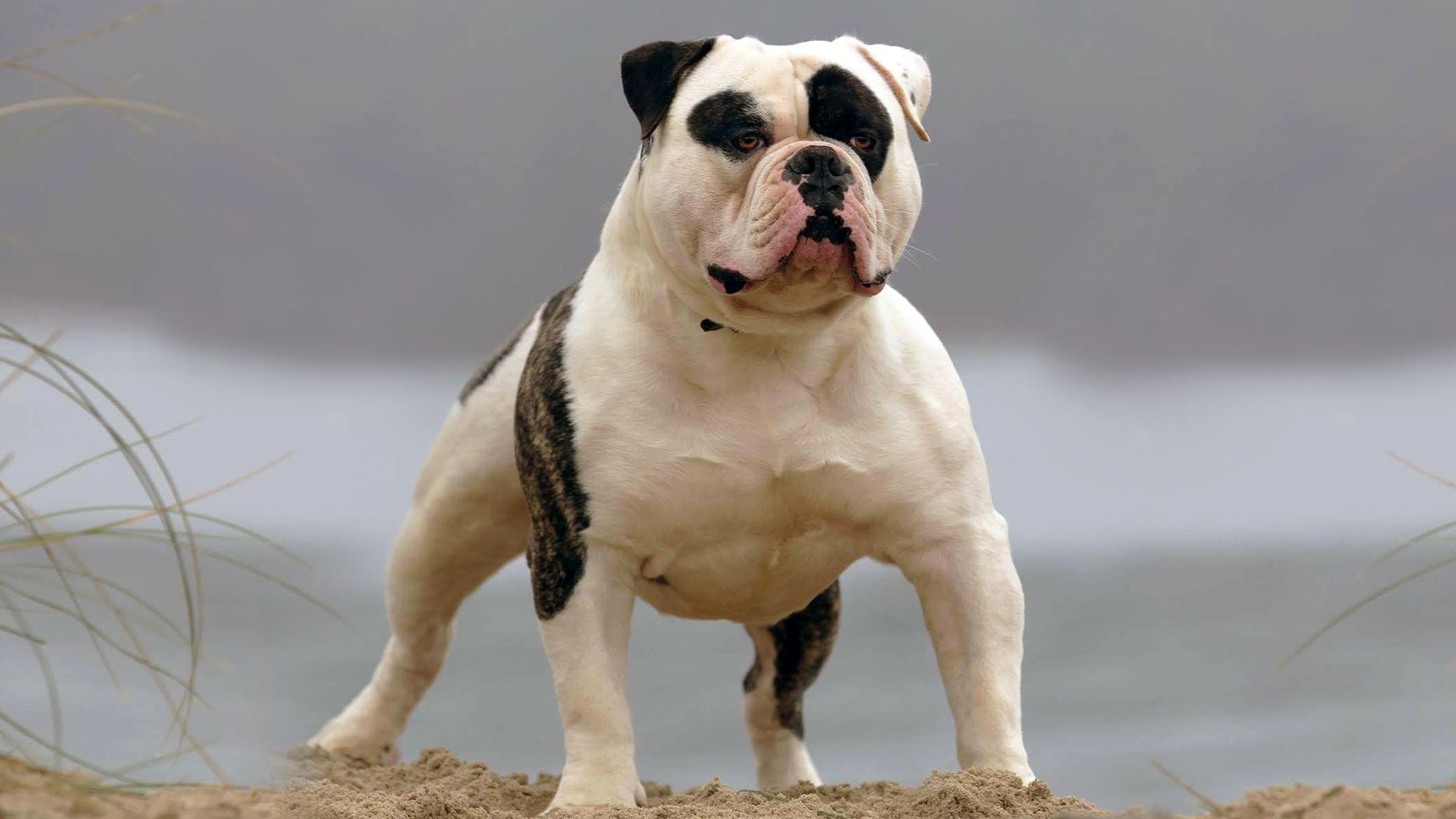 American Bulldog