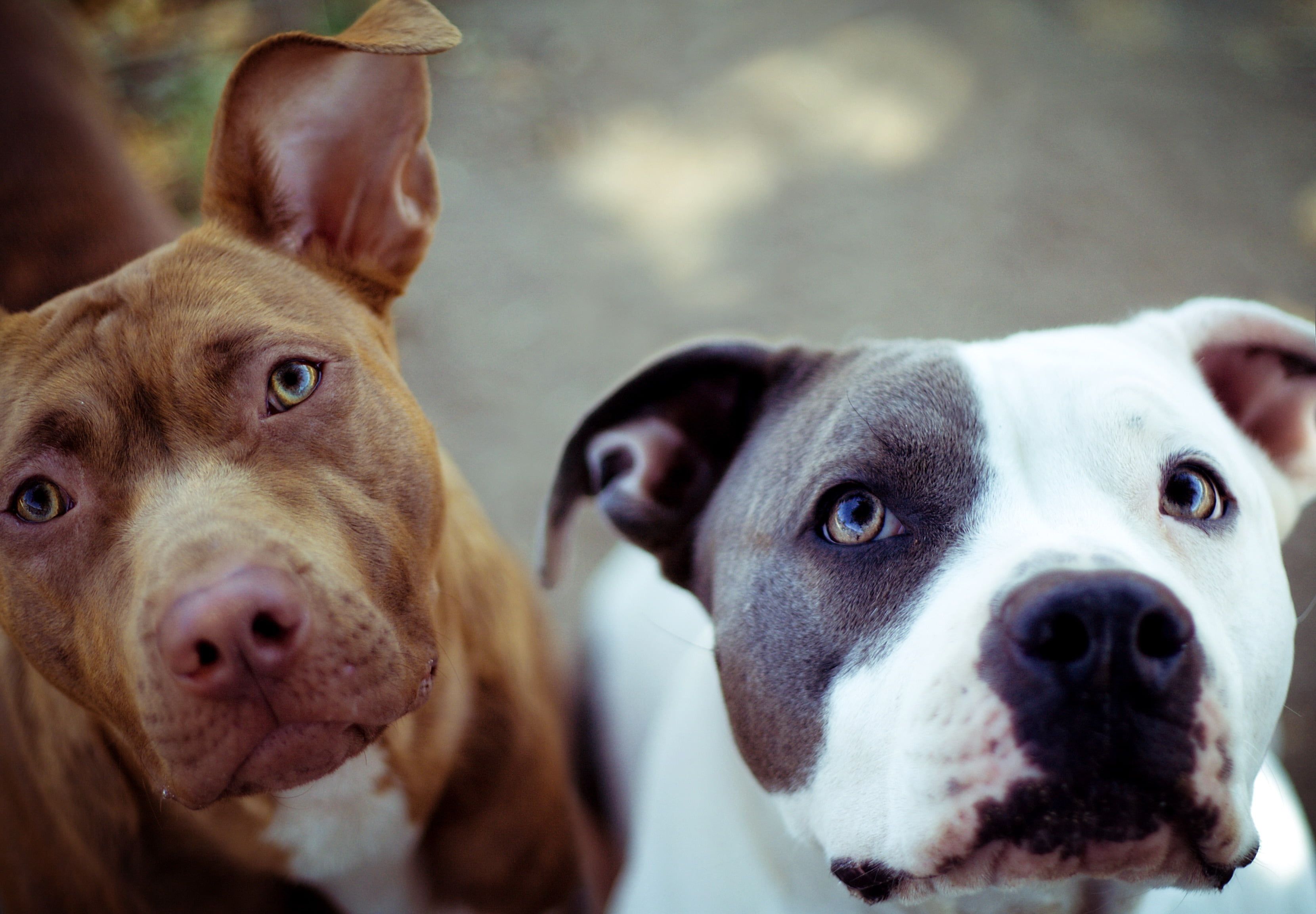 Brown and white American bulldogs HD wallpaper