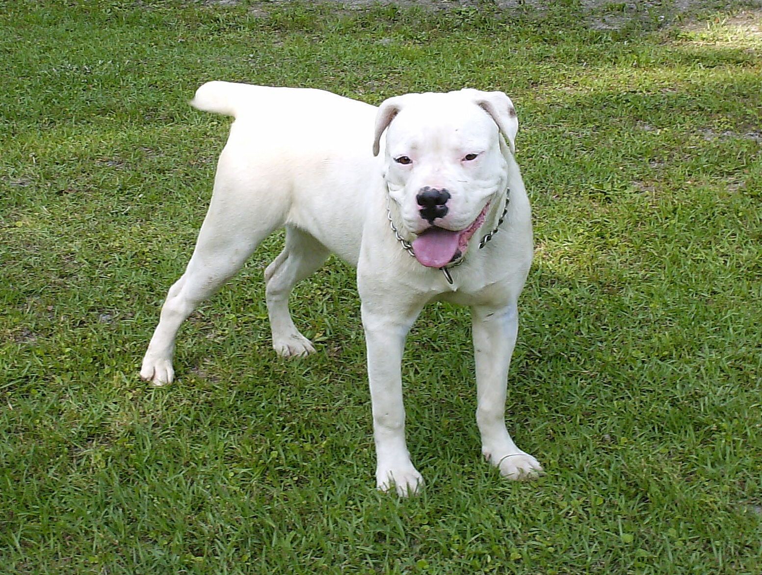 White American Bulldog Nice Pics Wallpaper. American bulldog