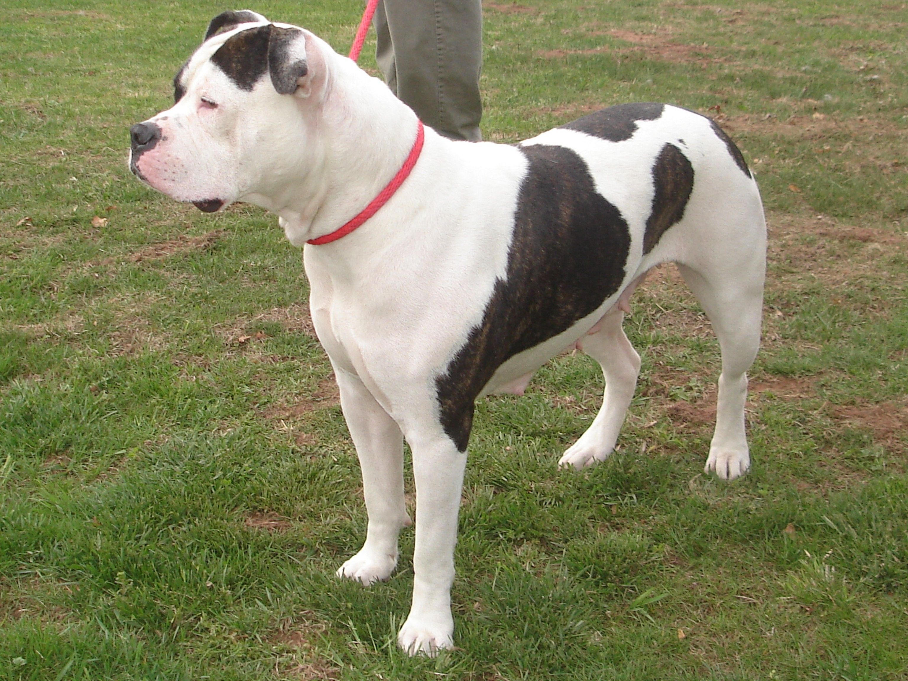 American, Bulldog, New, Wide, Wallpaper, In, HD, Cute, Puffy Dogs