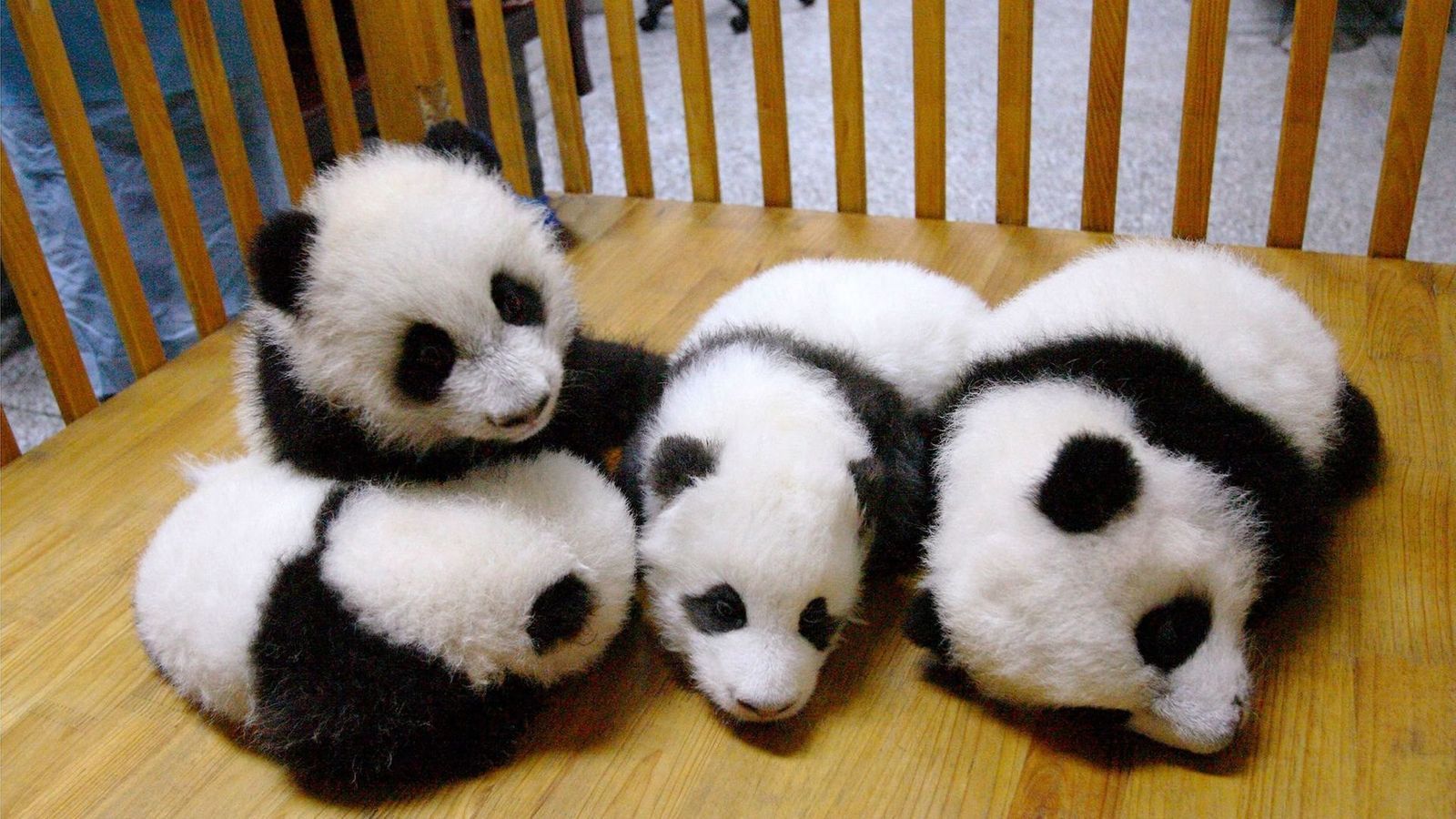 Small Cute Panda in Zoo Wallpaper