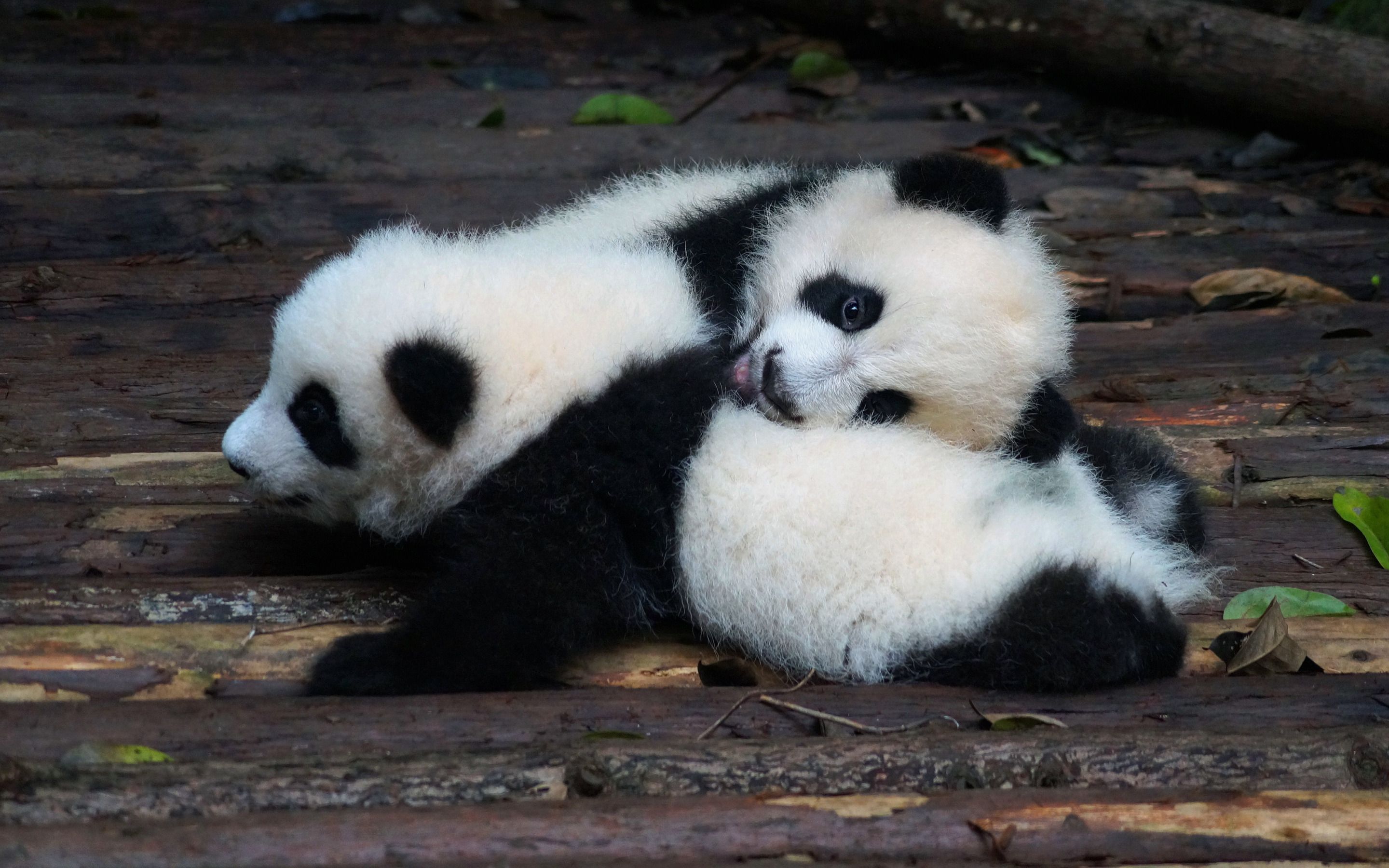 Download wallpaper little pandas, cute animals, teddy bears