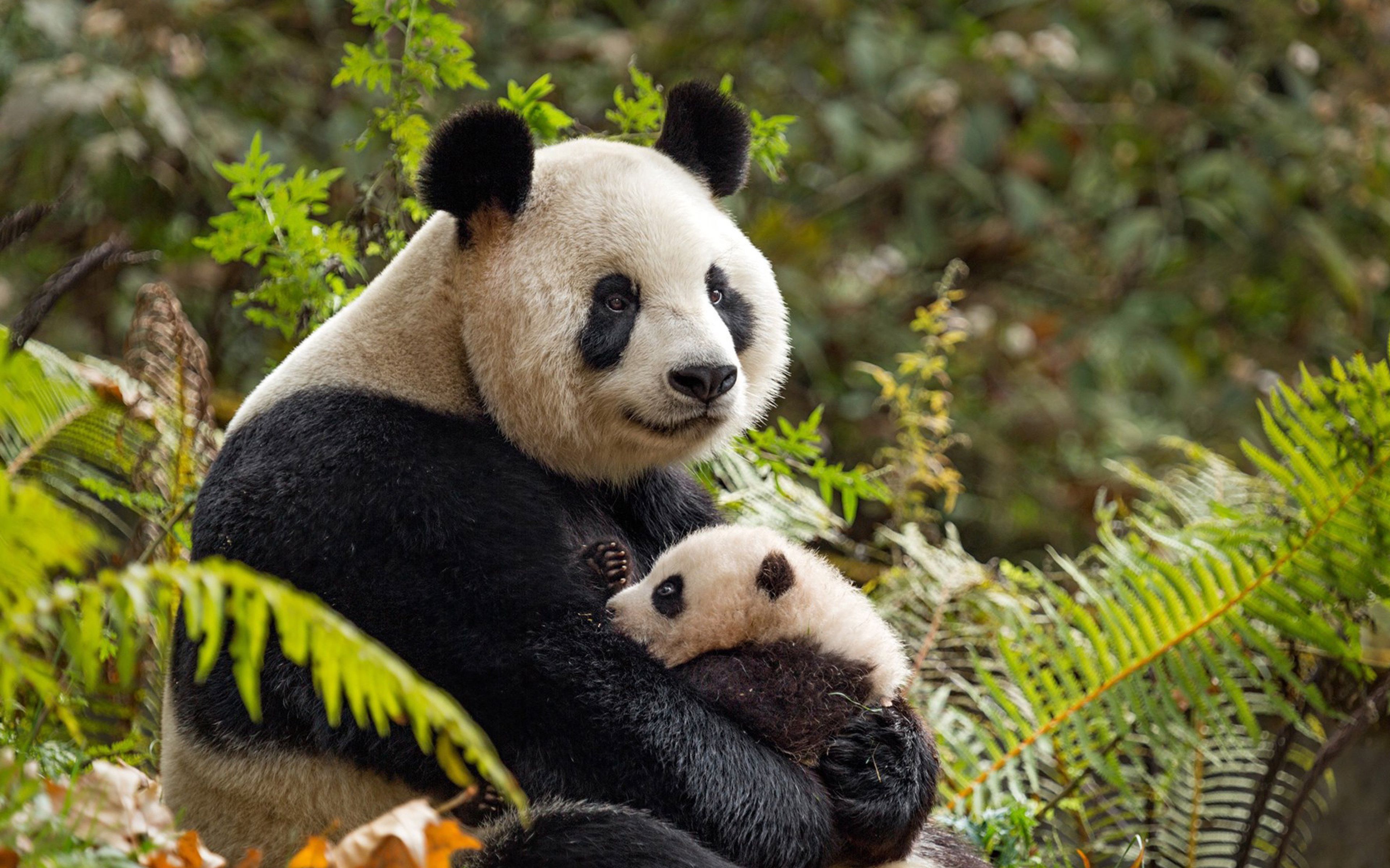 Download wallpaper Pandas, China, bears, family, little panda