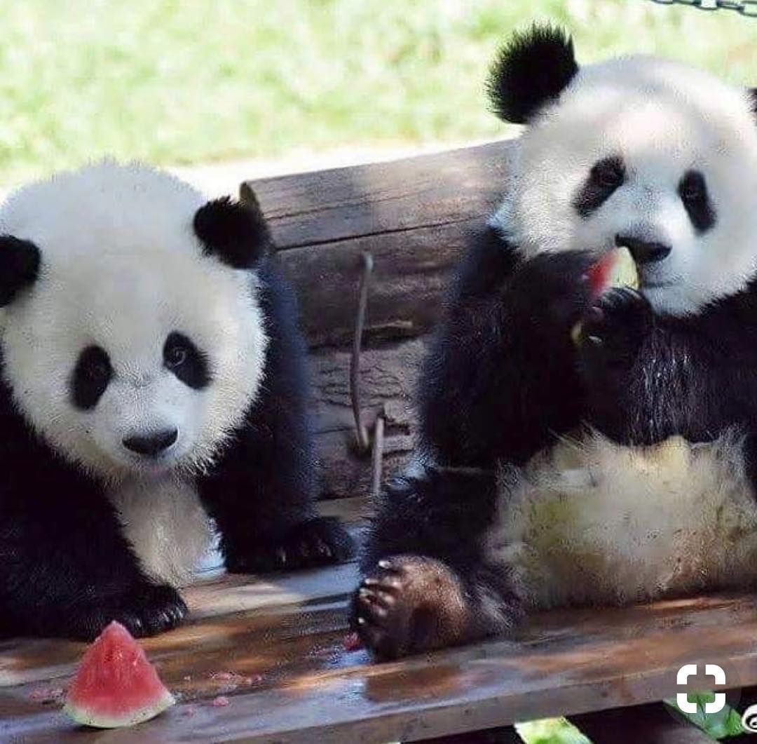 areyougoingtoeatthat #piggypanda #panda