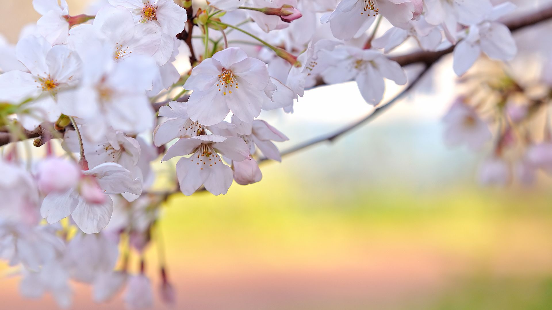 awesome White Cherry Blossoms In High Quality. Spring flowers
