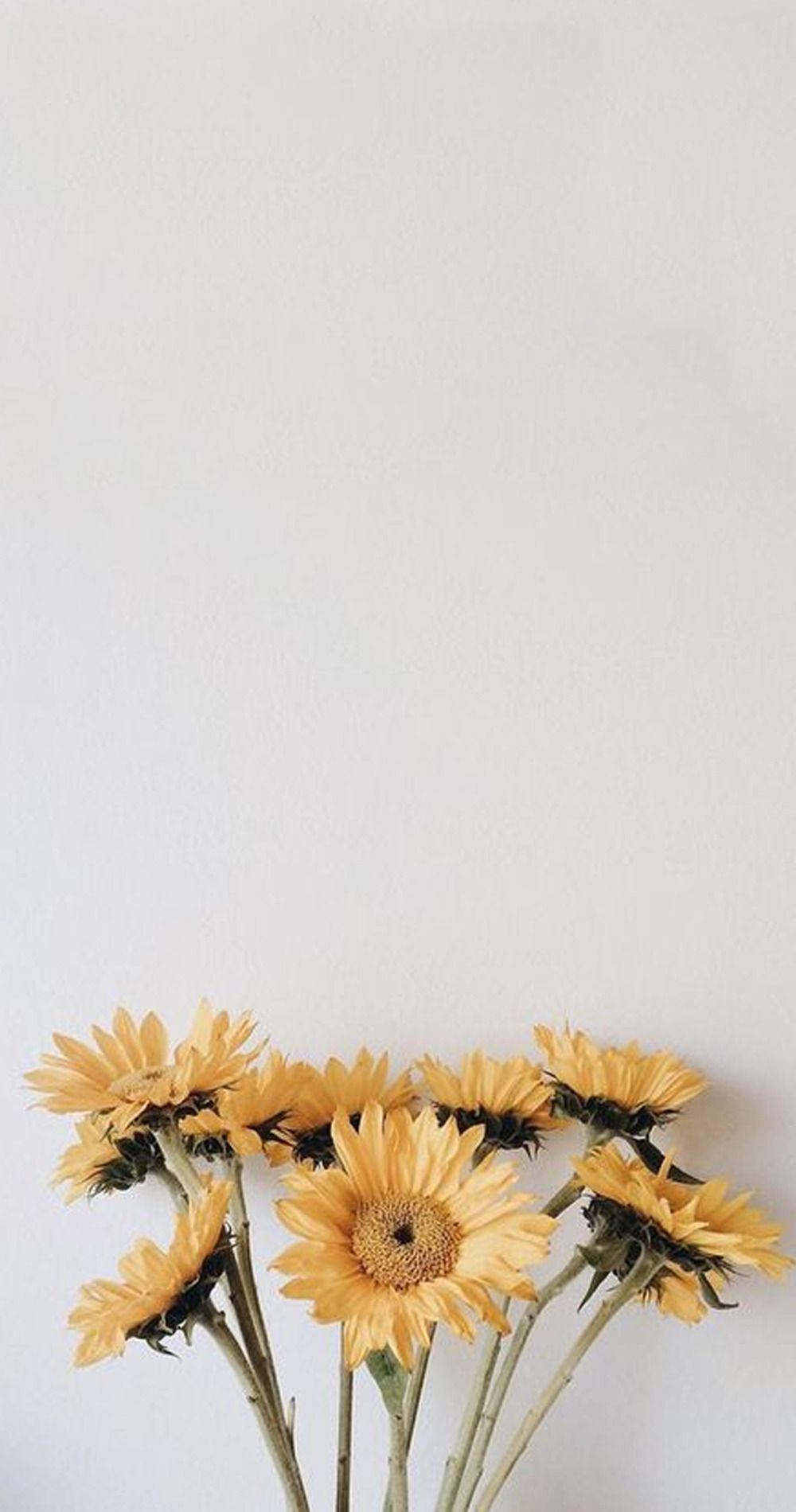 Featured image of post Artsy Sunflower Wallpaper Tumblr - Sounds perfect wahhhh, i don&#039;t wanna.