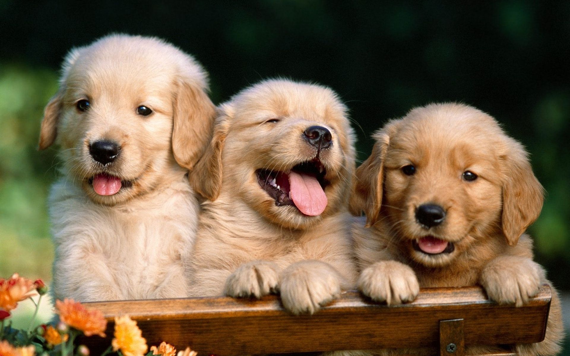 Cute Baby Puppies. Category, Baby Animals, tags: Golden