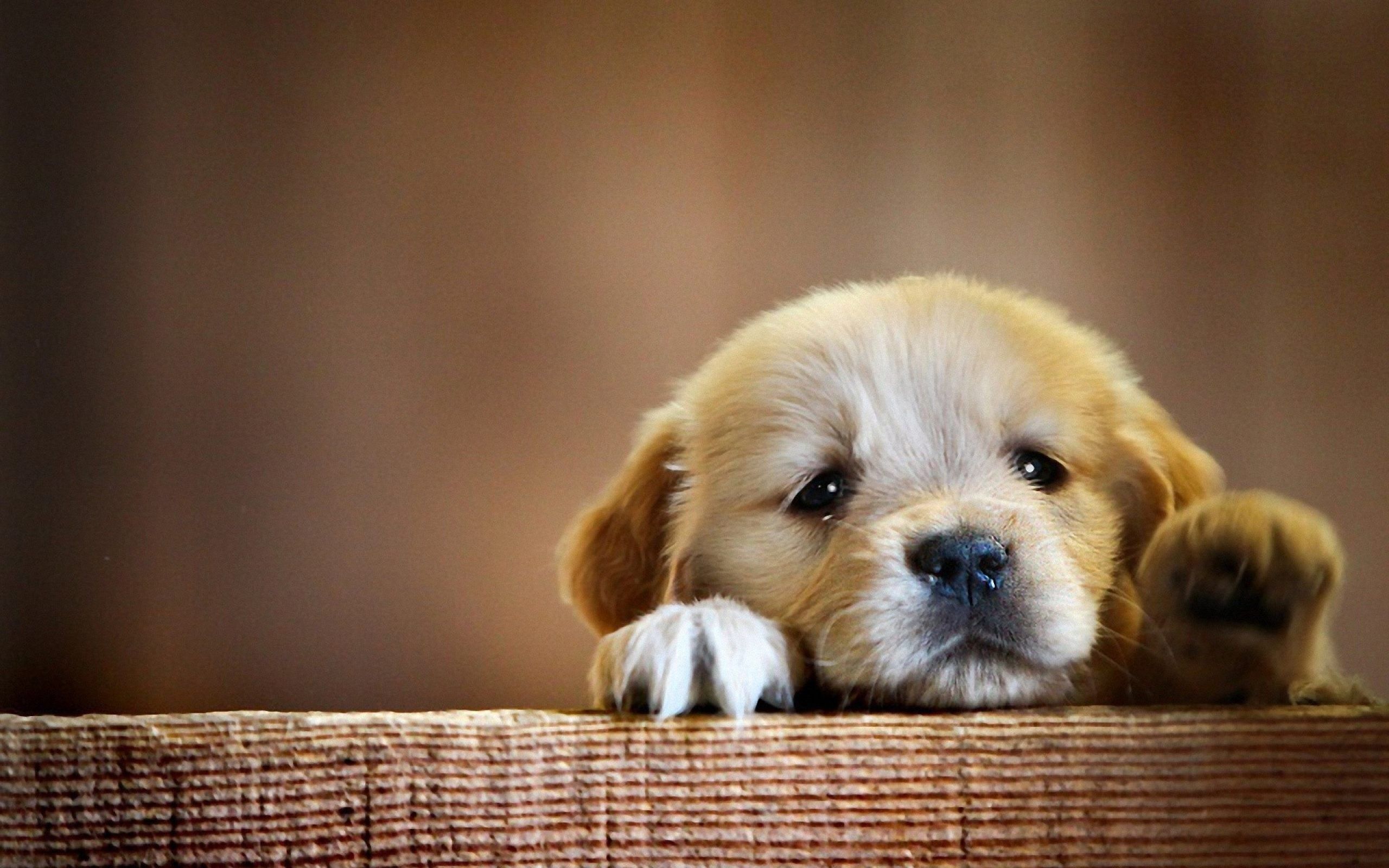 Baby Golden Retrievers Wallpapers Wallpaper Cave