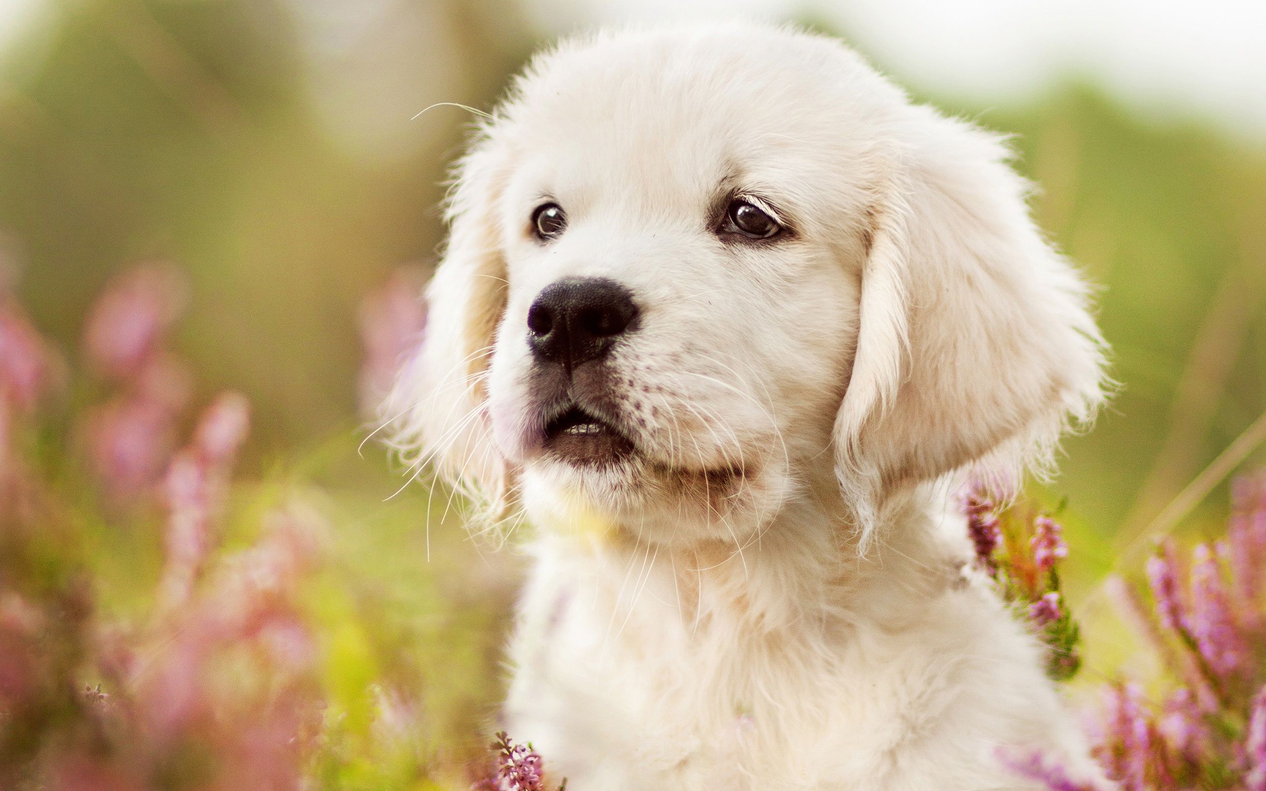 Free download Wallpaper of Baby Animal Dog Golden Retriever Pet