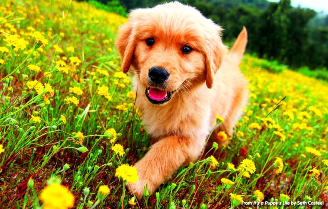 Golden Retriever Puppy Dog Canine Pets One Animal Mammal Wallpaper   Wallpaperforu