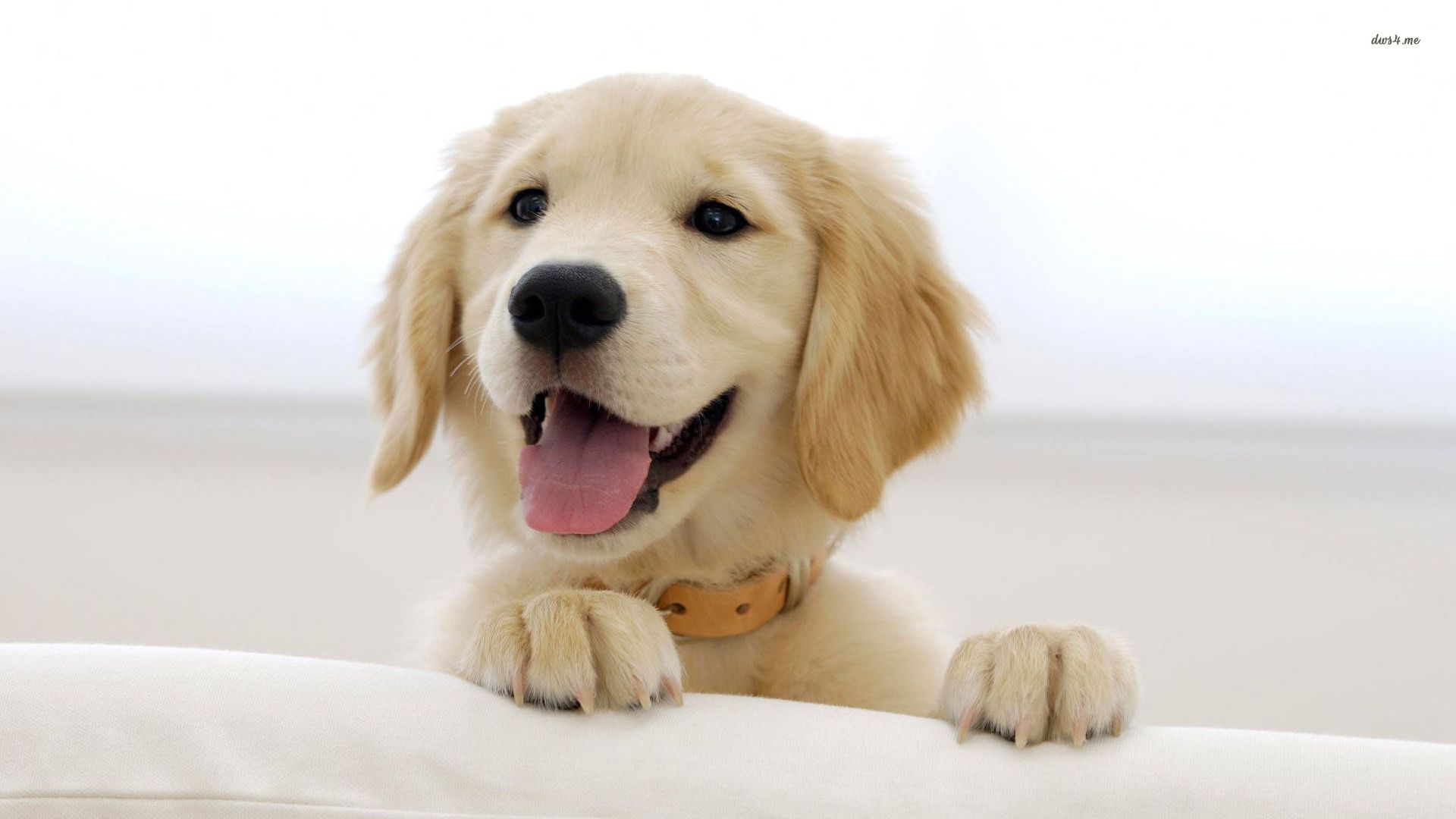 Puppy Wallpaper Retriever Puppy Smile
