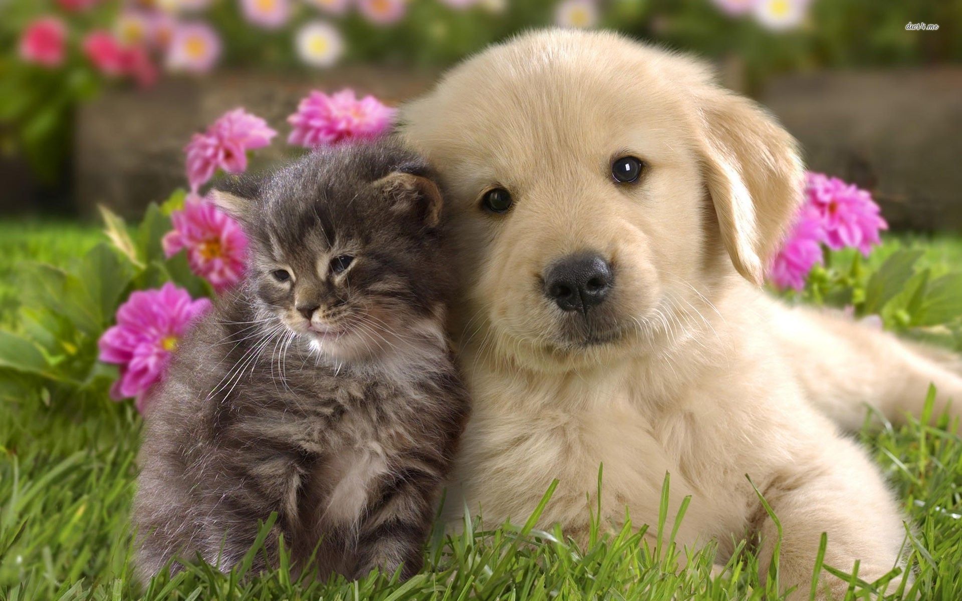 Free download Golden retriever puppy and kitten wallpaper Animal