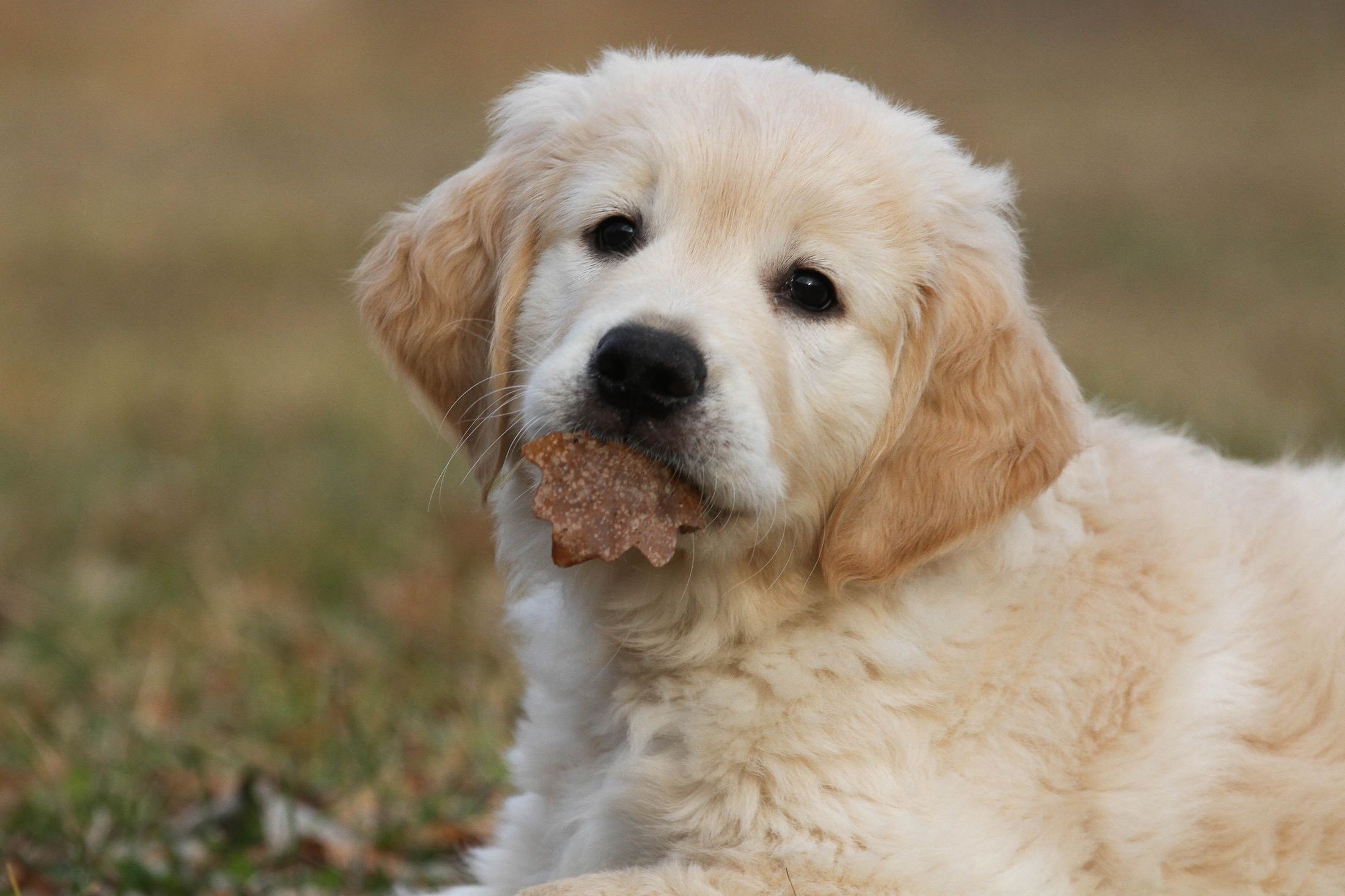 Baby Golden Retrievers Wallpapers Wallpaper Cave